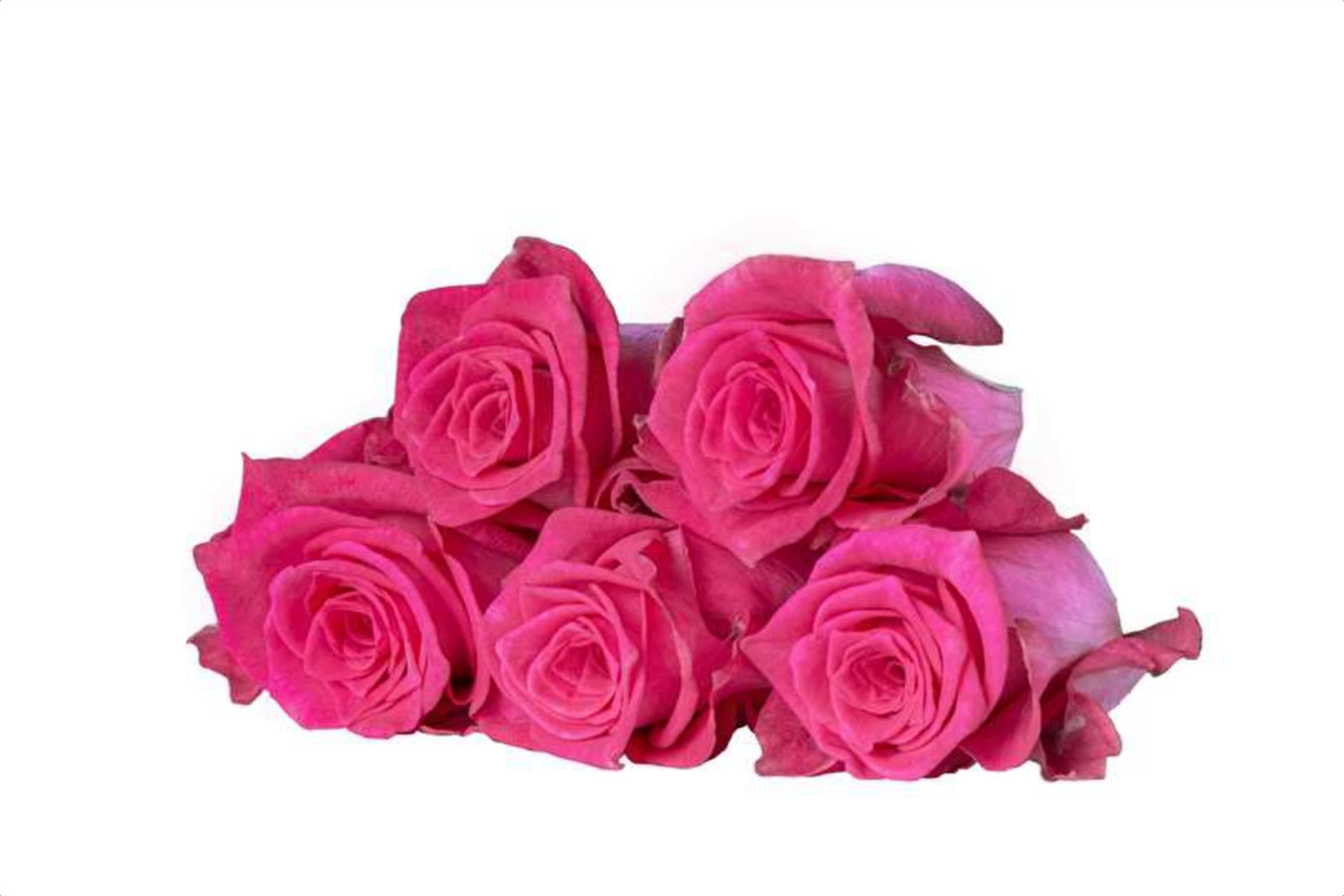 Elegant Lion, a pink single-head rose grown in Kenya for wholesale export