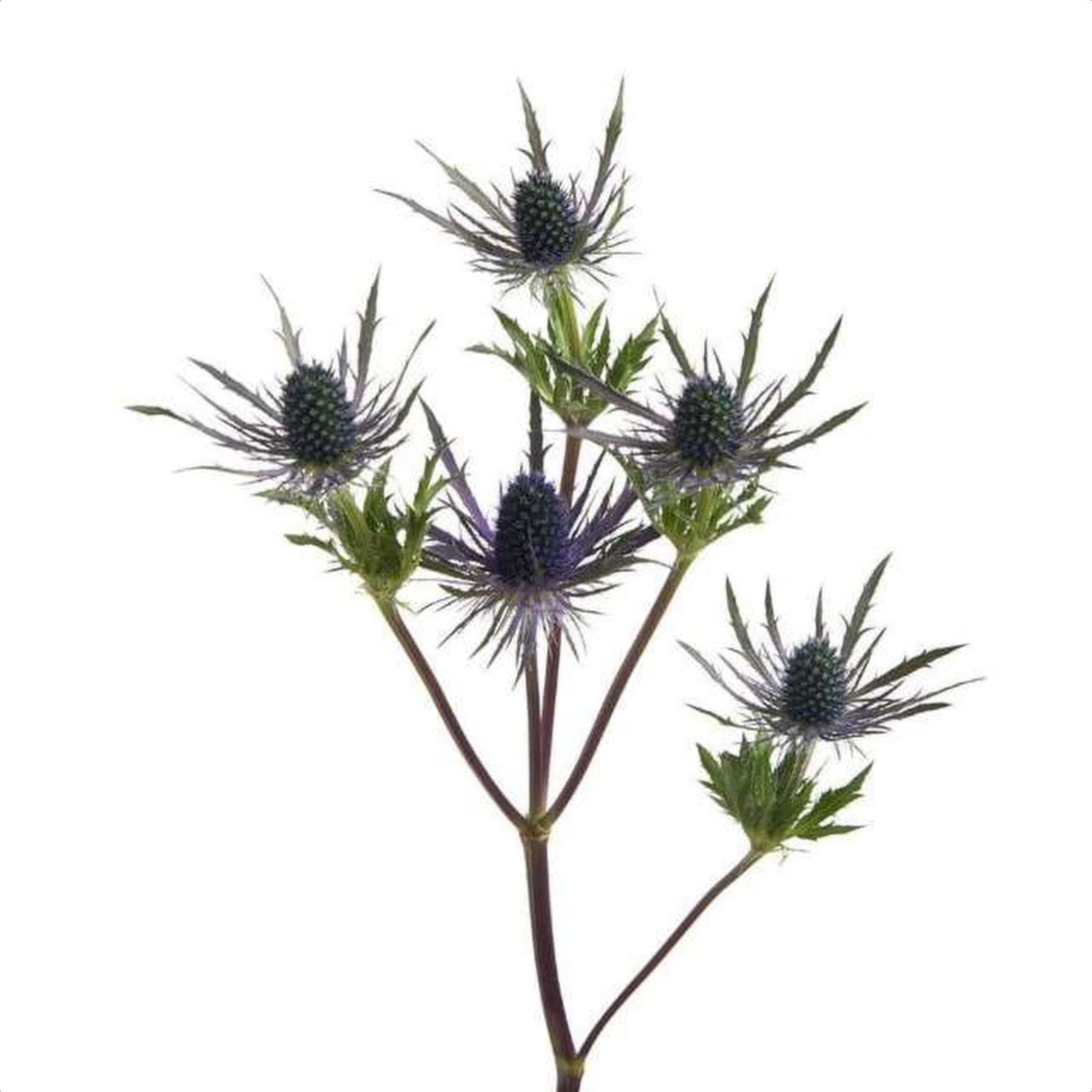 Eryngium Blue Angel, a blue eryngium grown in Kenya for wholesale export