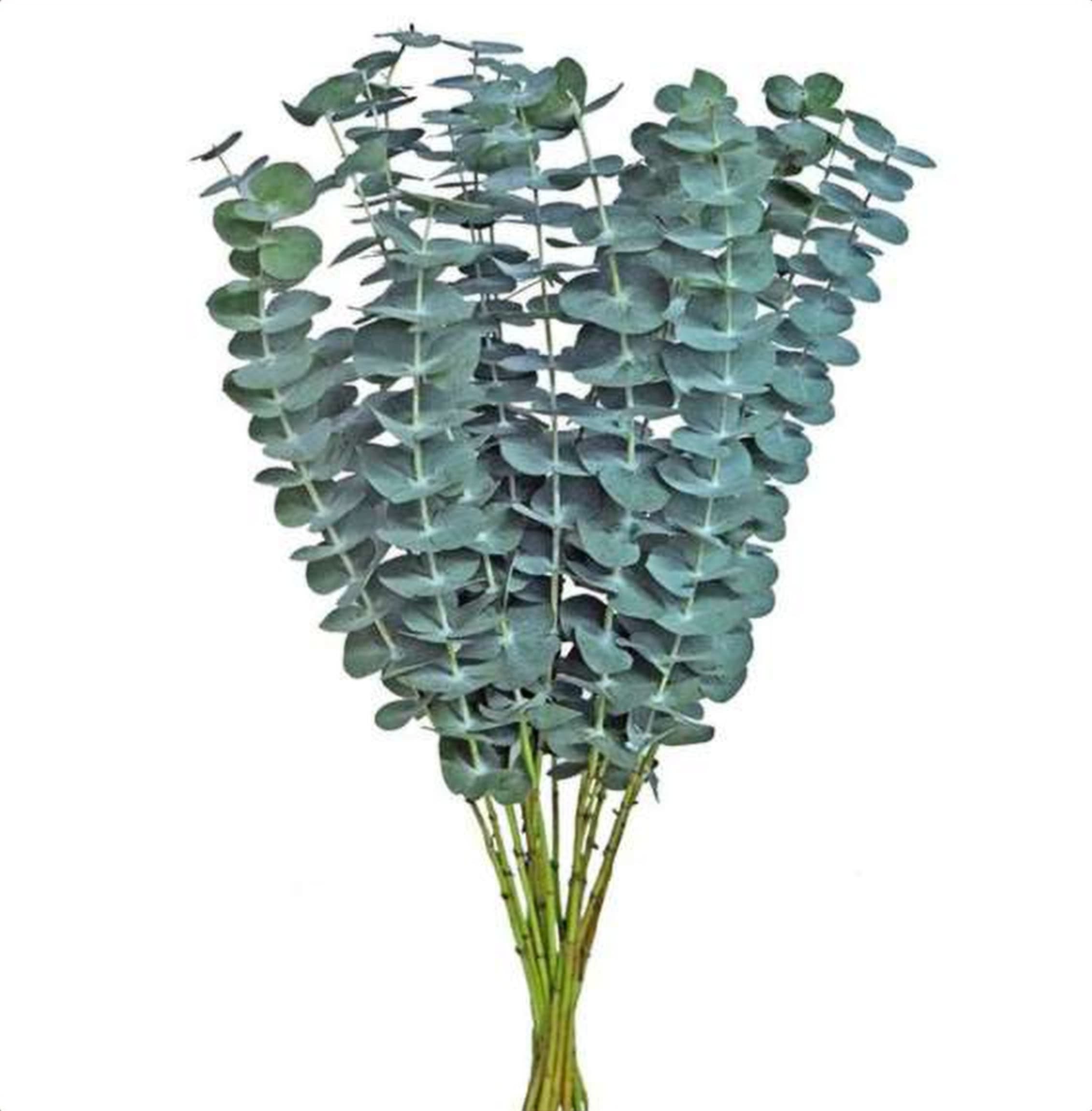 Eucalyptus Baby Blue, a green foliage grown in Kenya for wholesale export