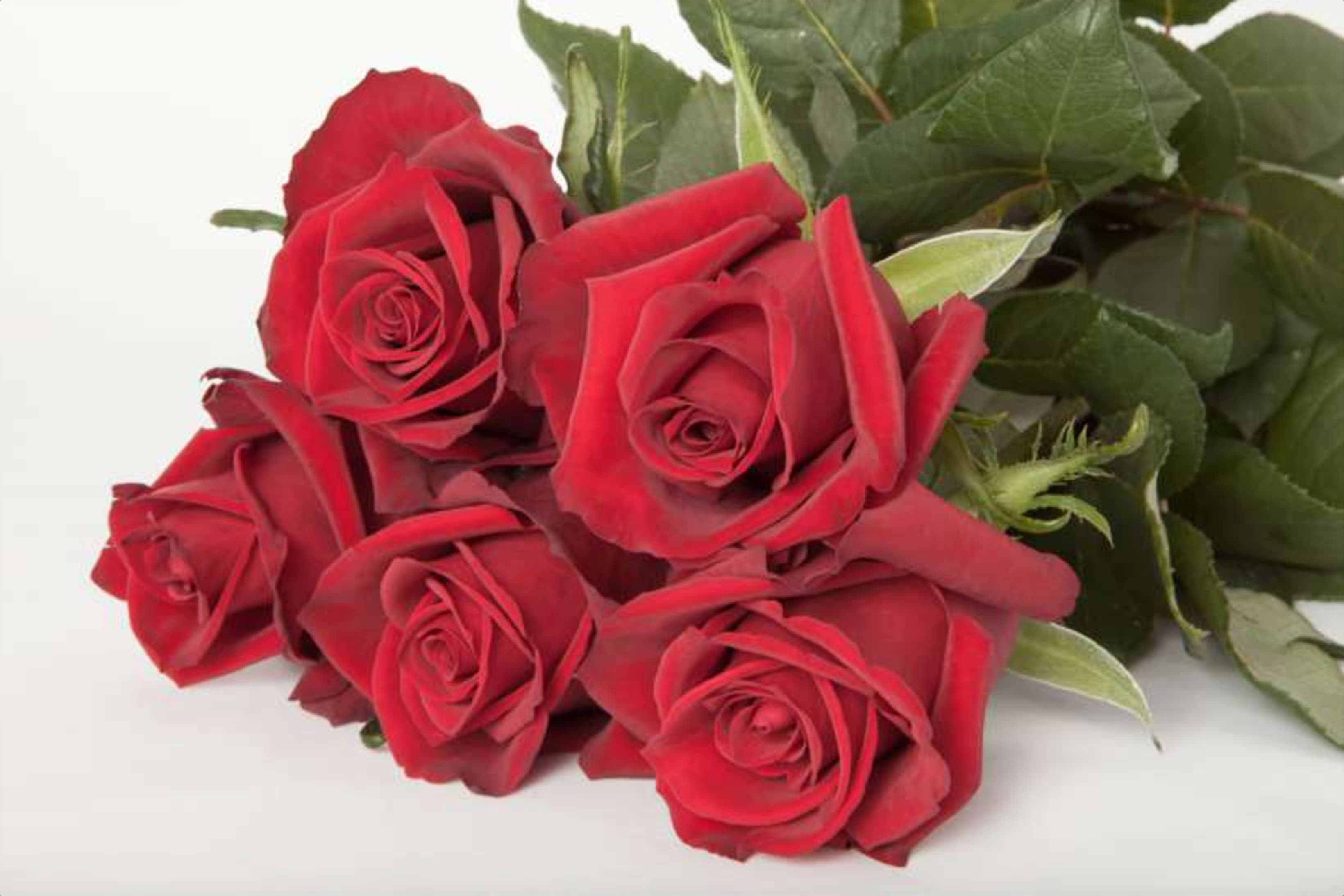 EverRed, a red single-head rose grown in Kenya for wholesale export