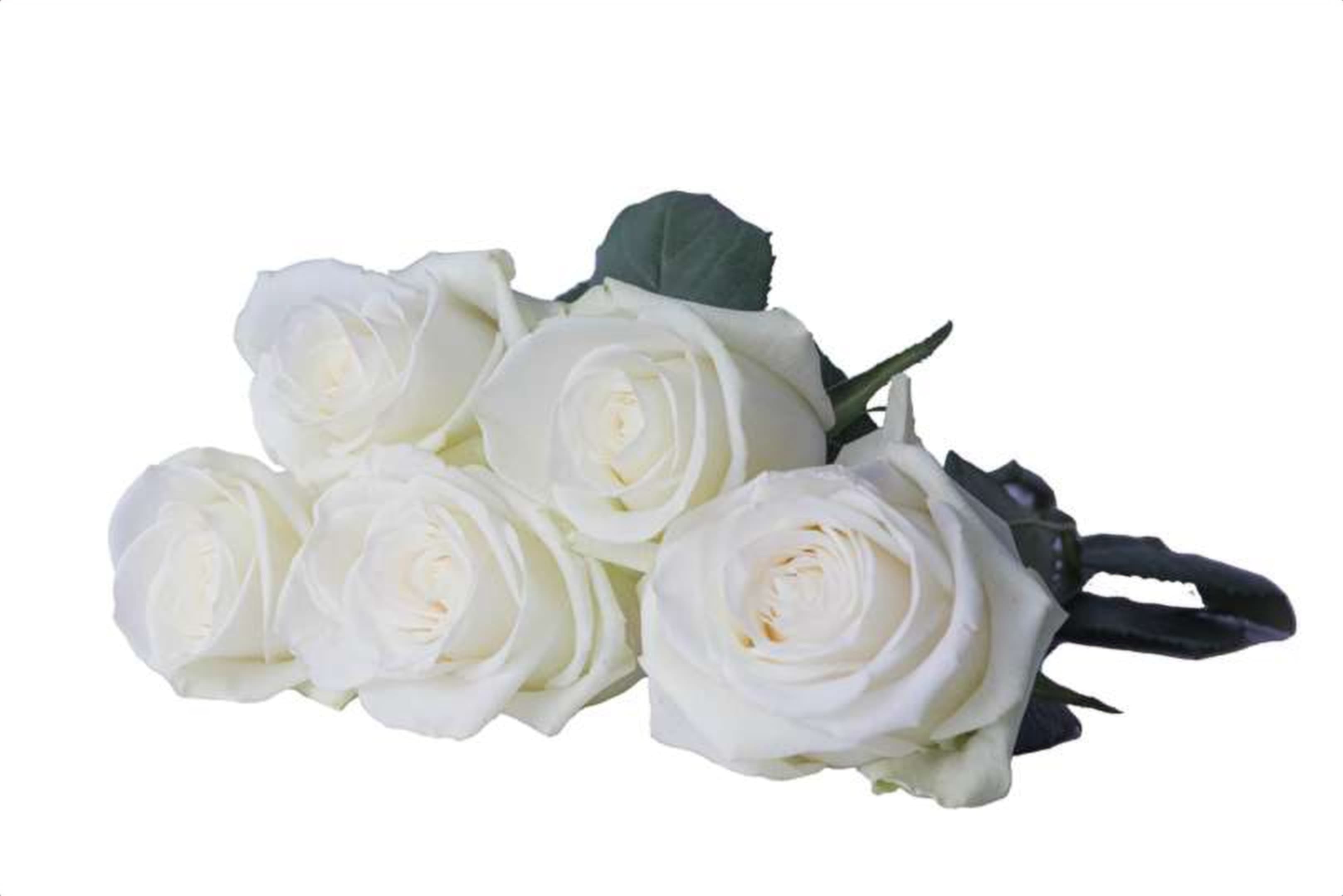 Exite, a white single-head rose grown in Kenya for wholesale export