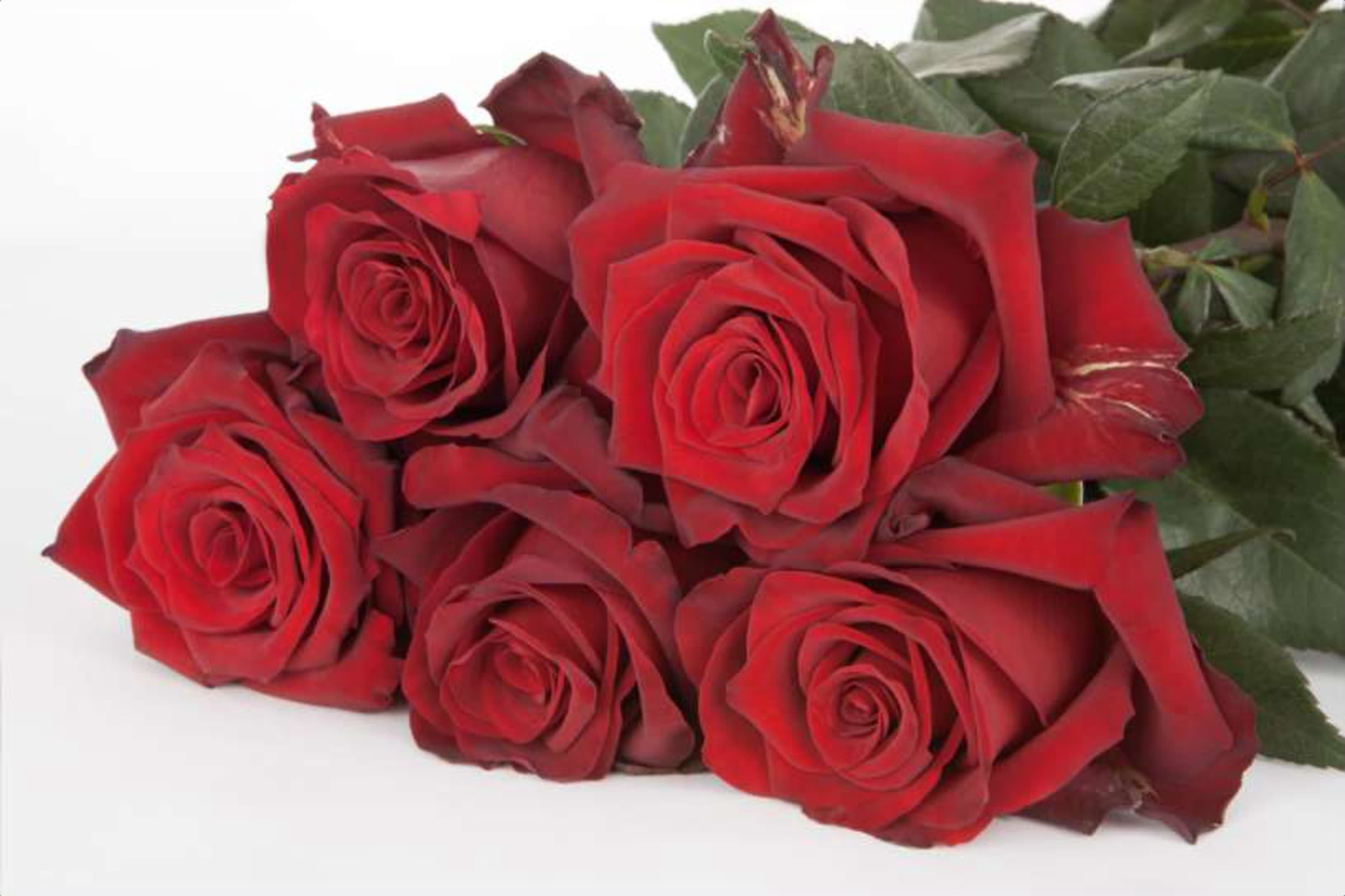 Explorer, a red single-head rose grown in Kenya for wholesale export