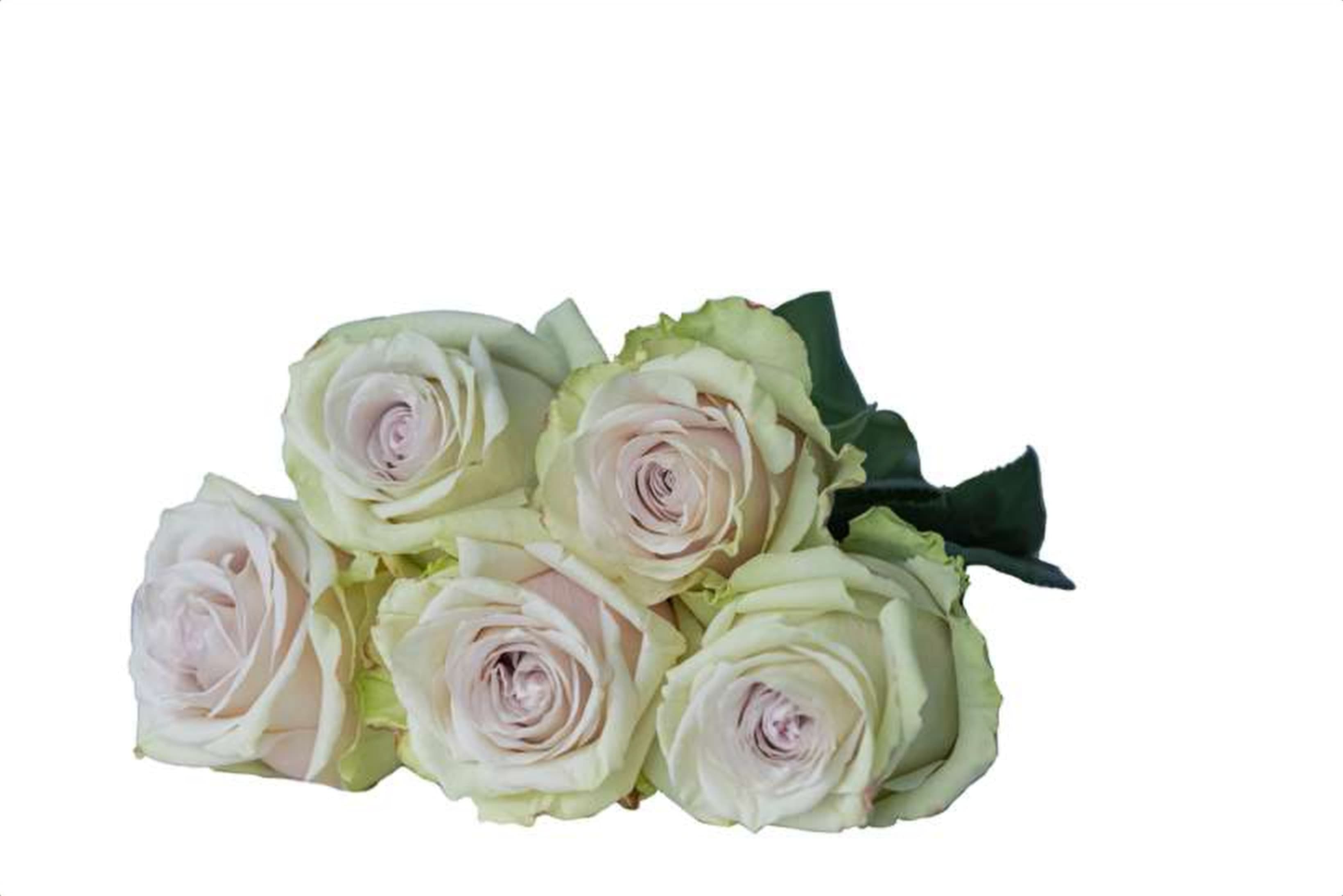 Exposure, a white single-head rose grown in Kenya for wholesale export