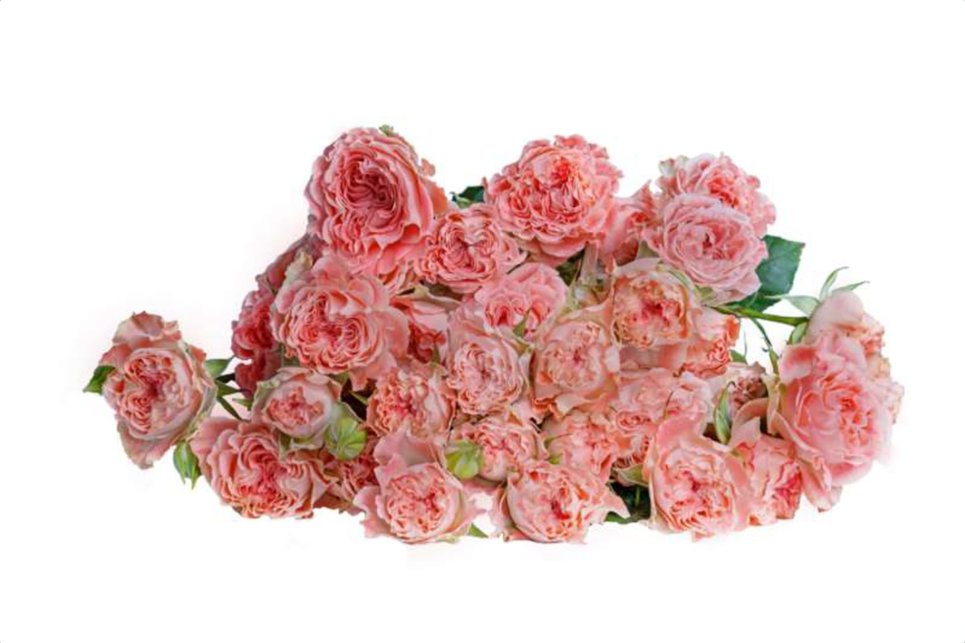 Fairflow, a cerise spray rose grown in Kenya for wholesale export
