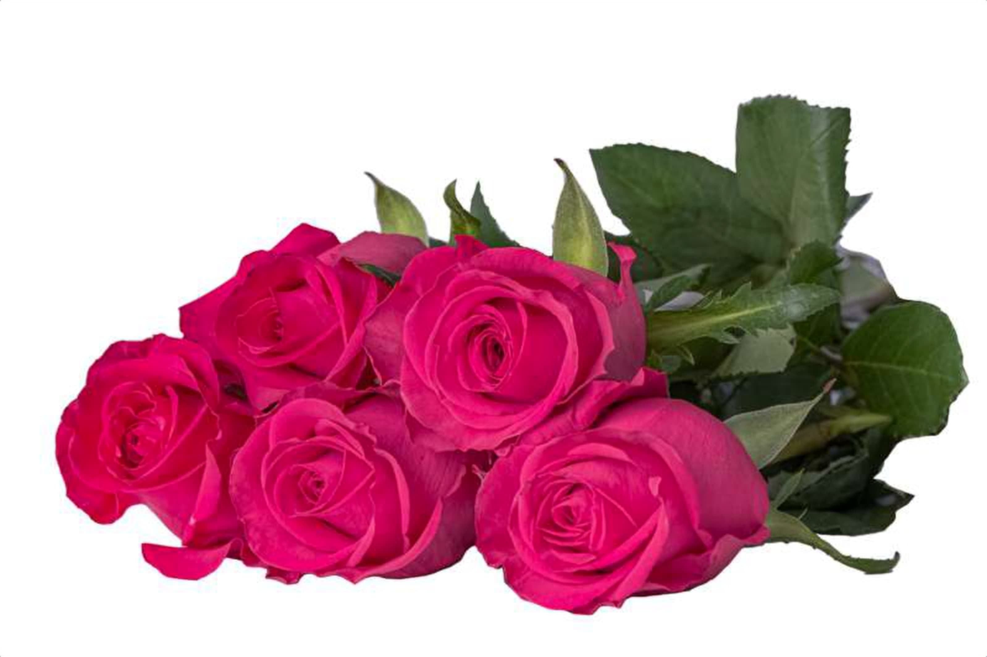 FairyTale, a cerise single-head rose grown in Kenya for wholesale export