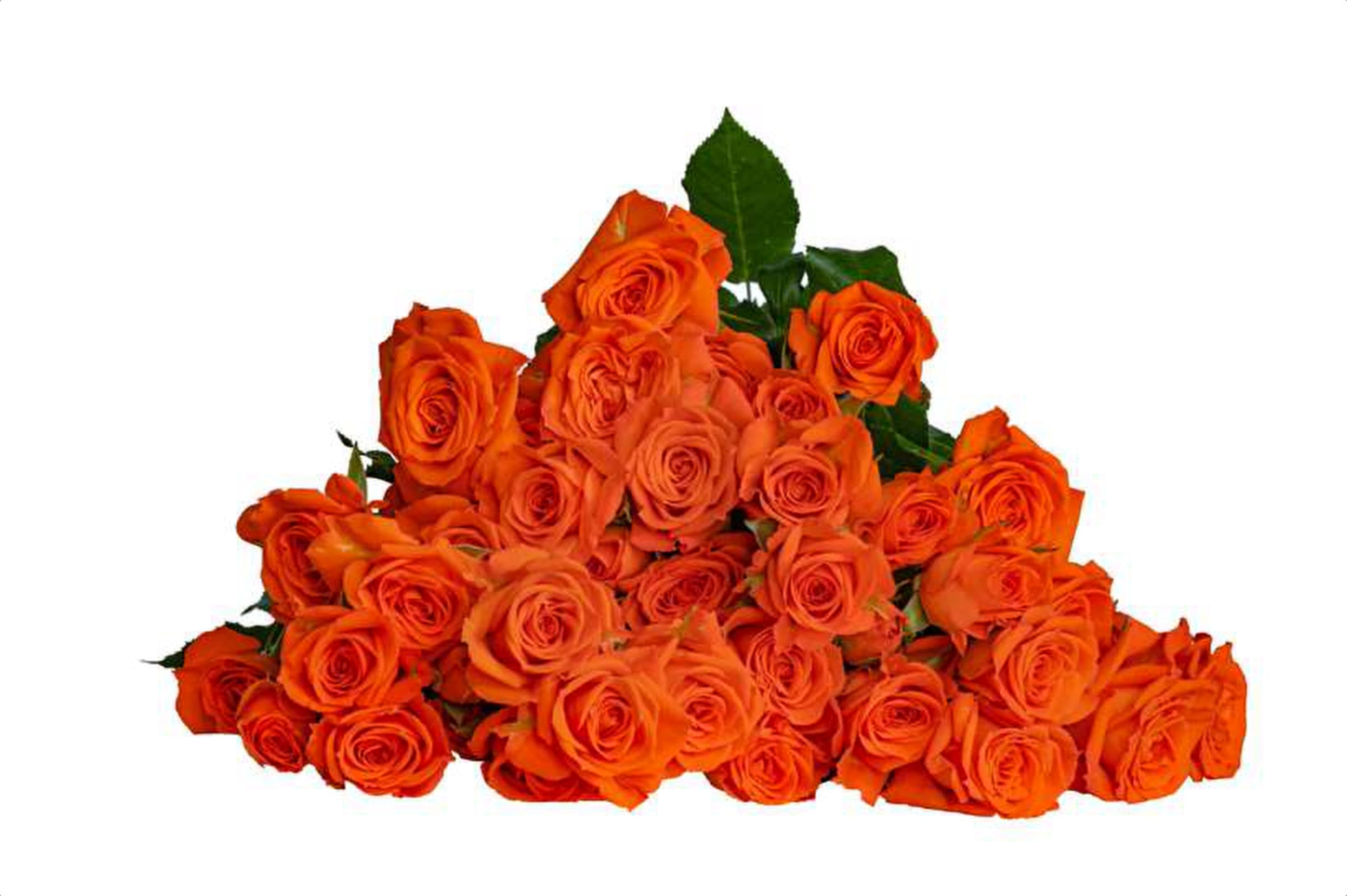 Fellini, a orange spray rose grown in Kenya for wholesale export