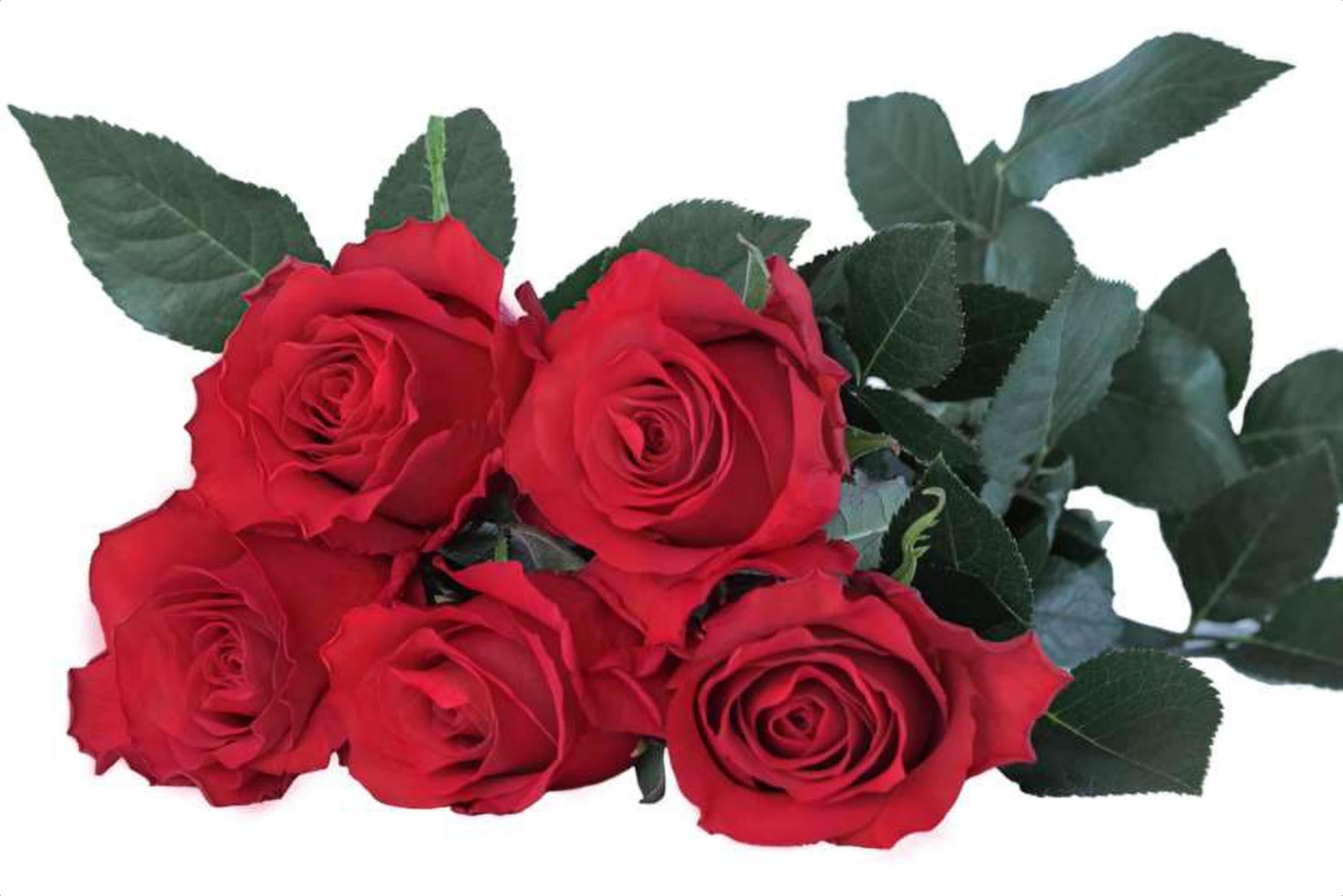 Fidelity, a red single-head rose grown in Kenya for wholesale export