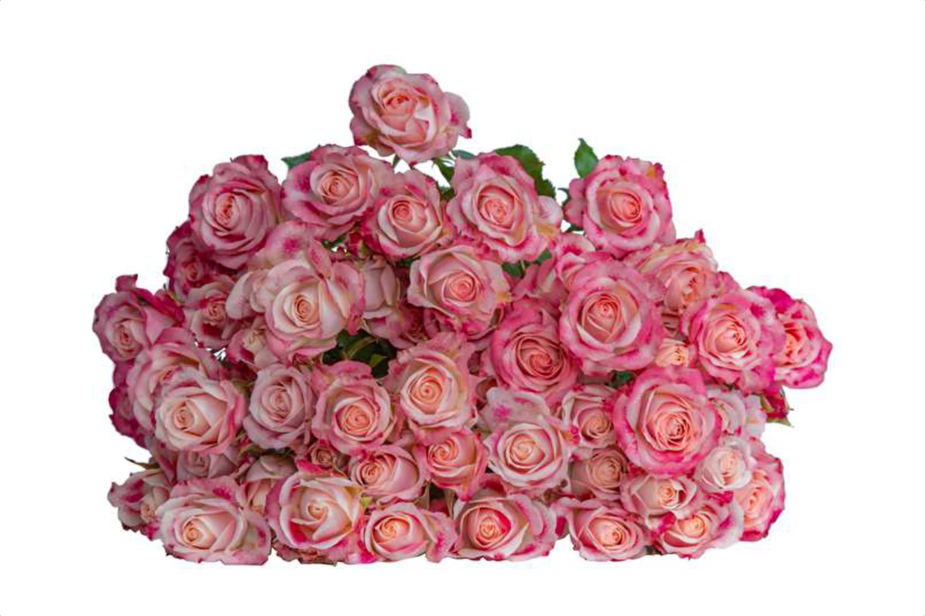 Finder's Lane, a bi color pink spray rose grown in Kenya for wholesale export