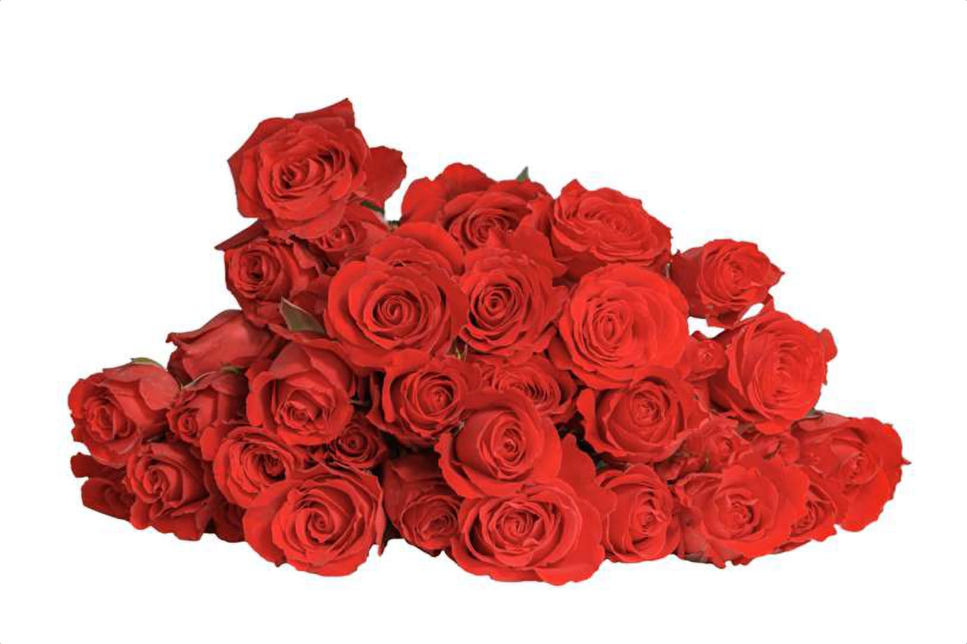 Fire Blossom, a cerise spray rose grown in Kenya for wholesale export