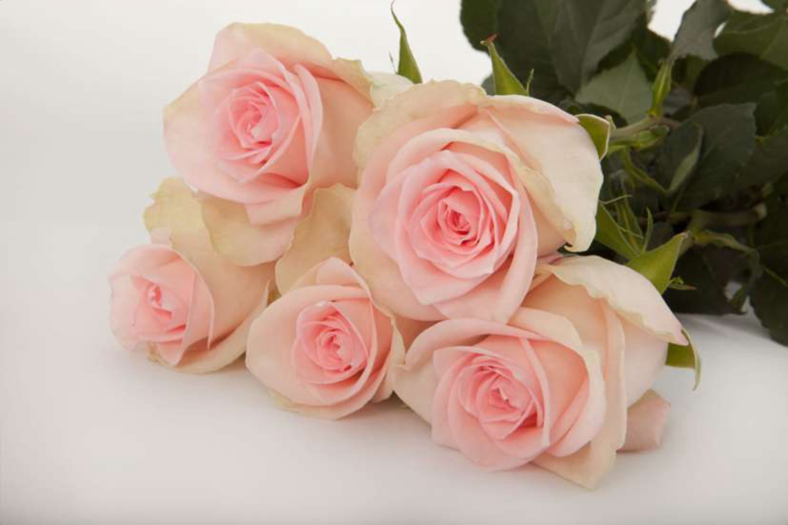 Flamingo, a baby pink single-head rose grown in Kenya for wholesale export