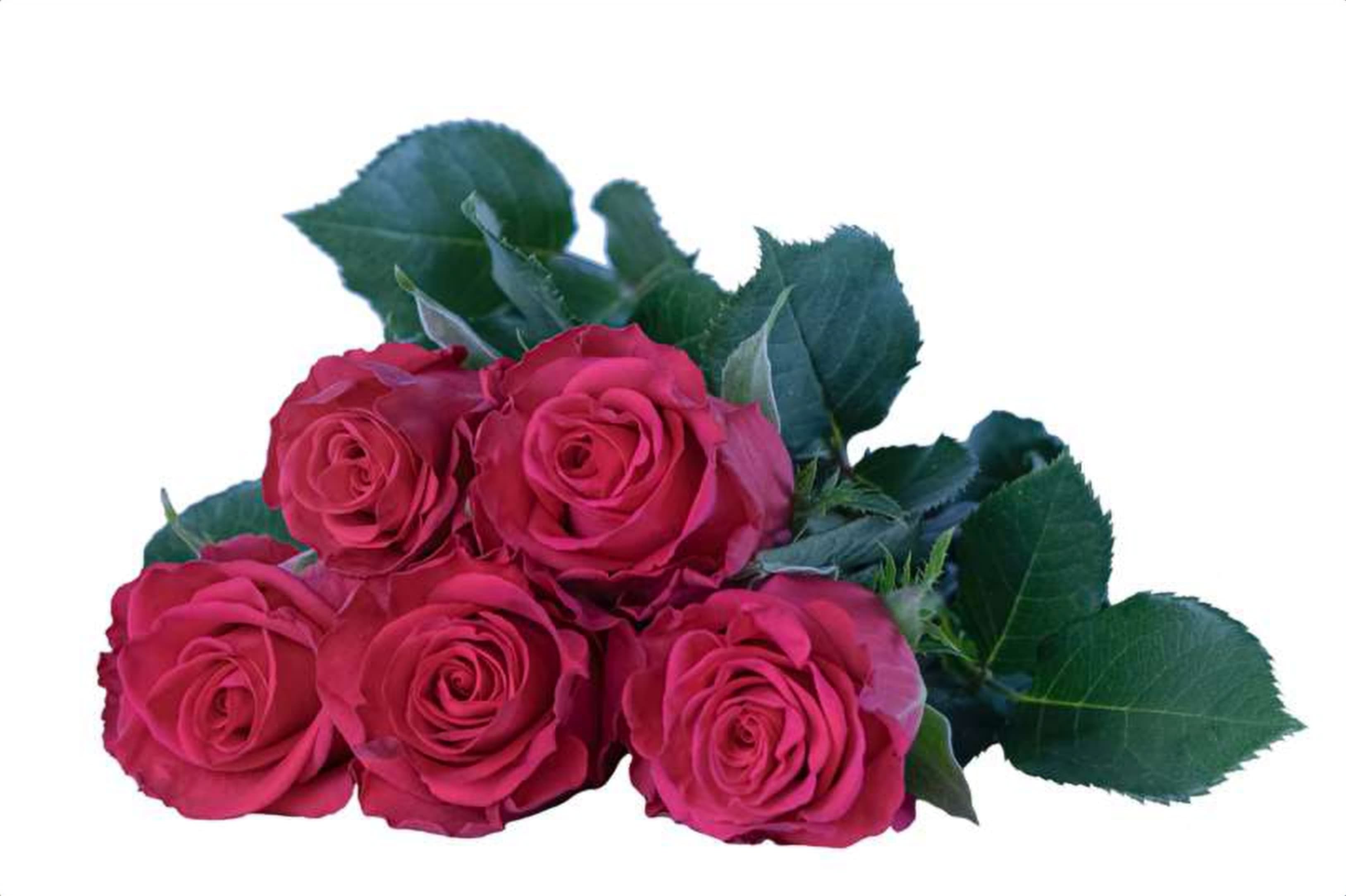 Garota, a red single-head rose grown in Kenya for wholesale export