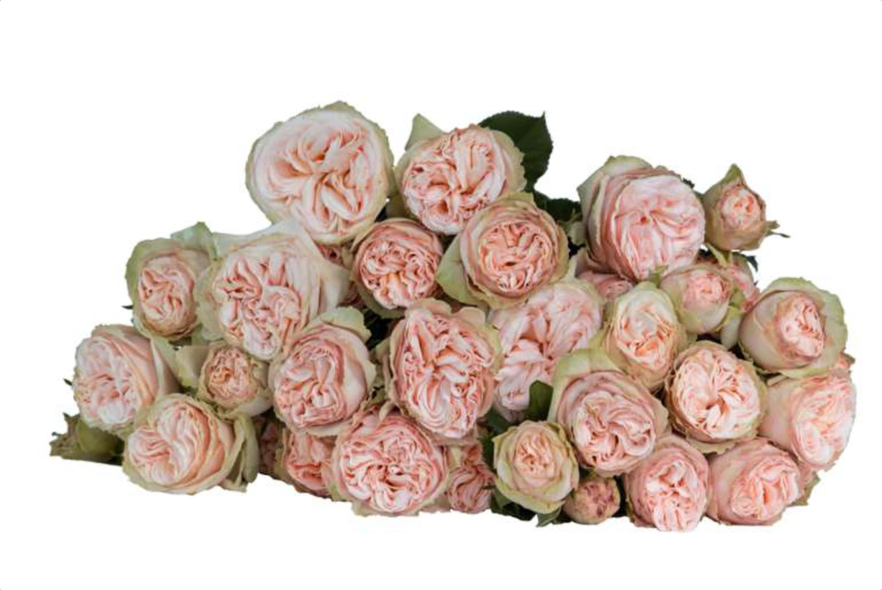 Gentle Trendsetter, a yellow spray rose grown in Kenya for wholesale export