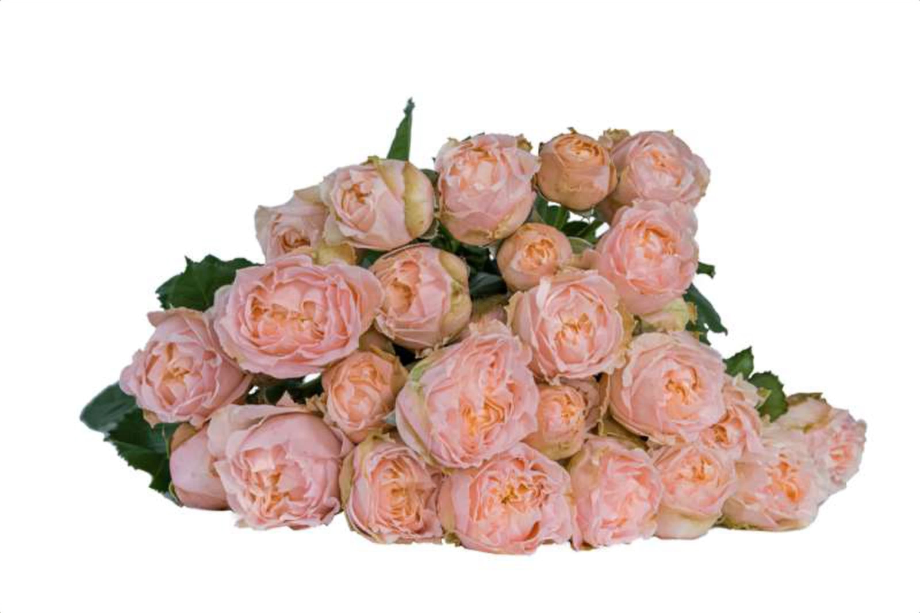 Georgian Peach, a peach spray rose grown in Kenya for wholesale export
