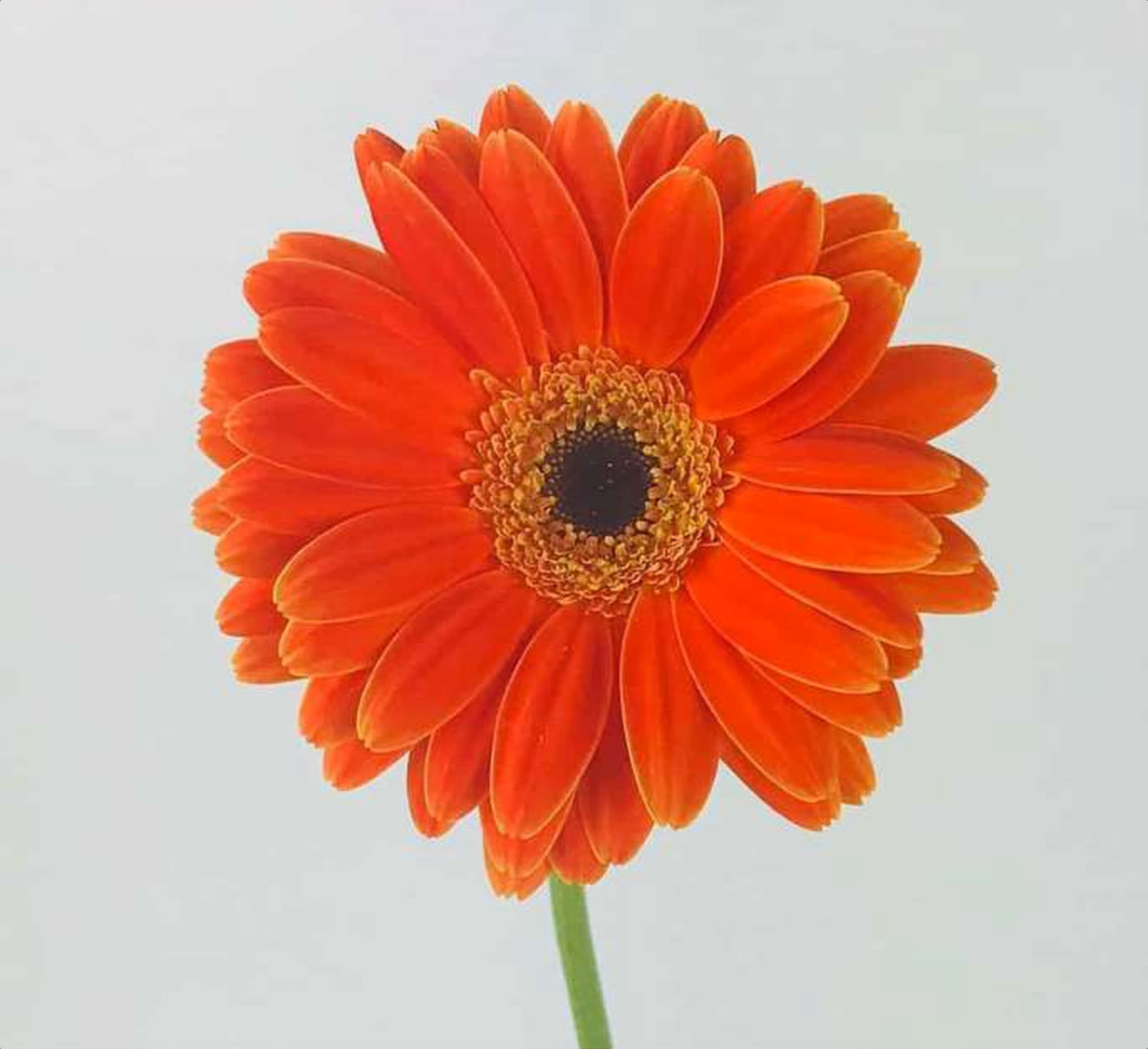Gerbera Daisy Orange, a orange gerbera daisy grown in Kenya for wholesale export