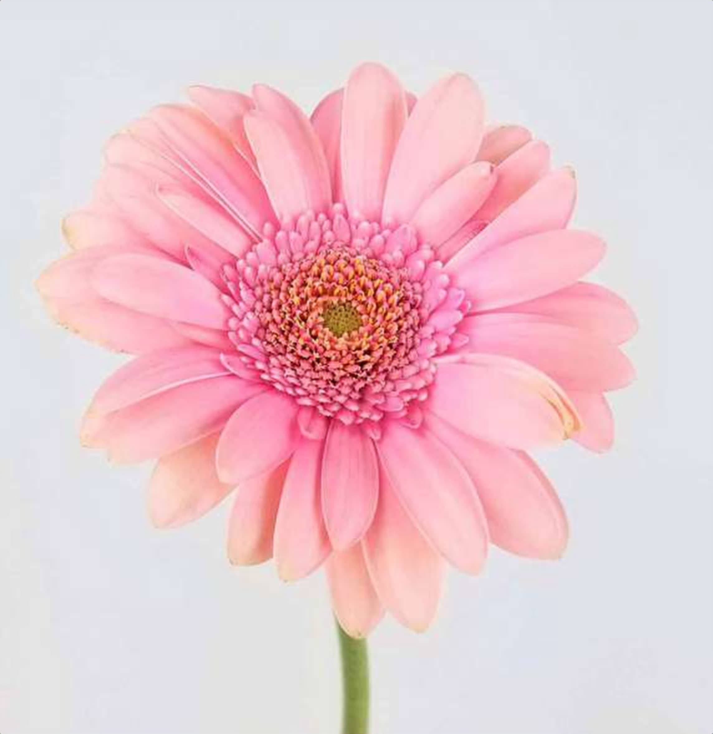 Gerbera Daisy Pink, a pink gerbera daisy grown in Kenya for wholesale export