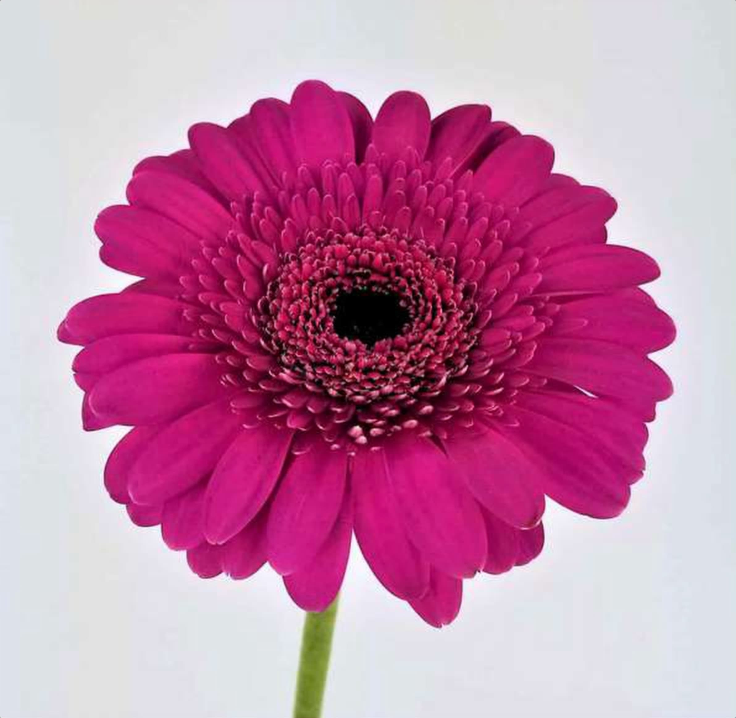 Gerbera Daisy Purple, a purple gerbera daisy grown in Kenya for wholesale export