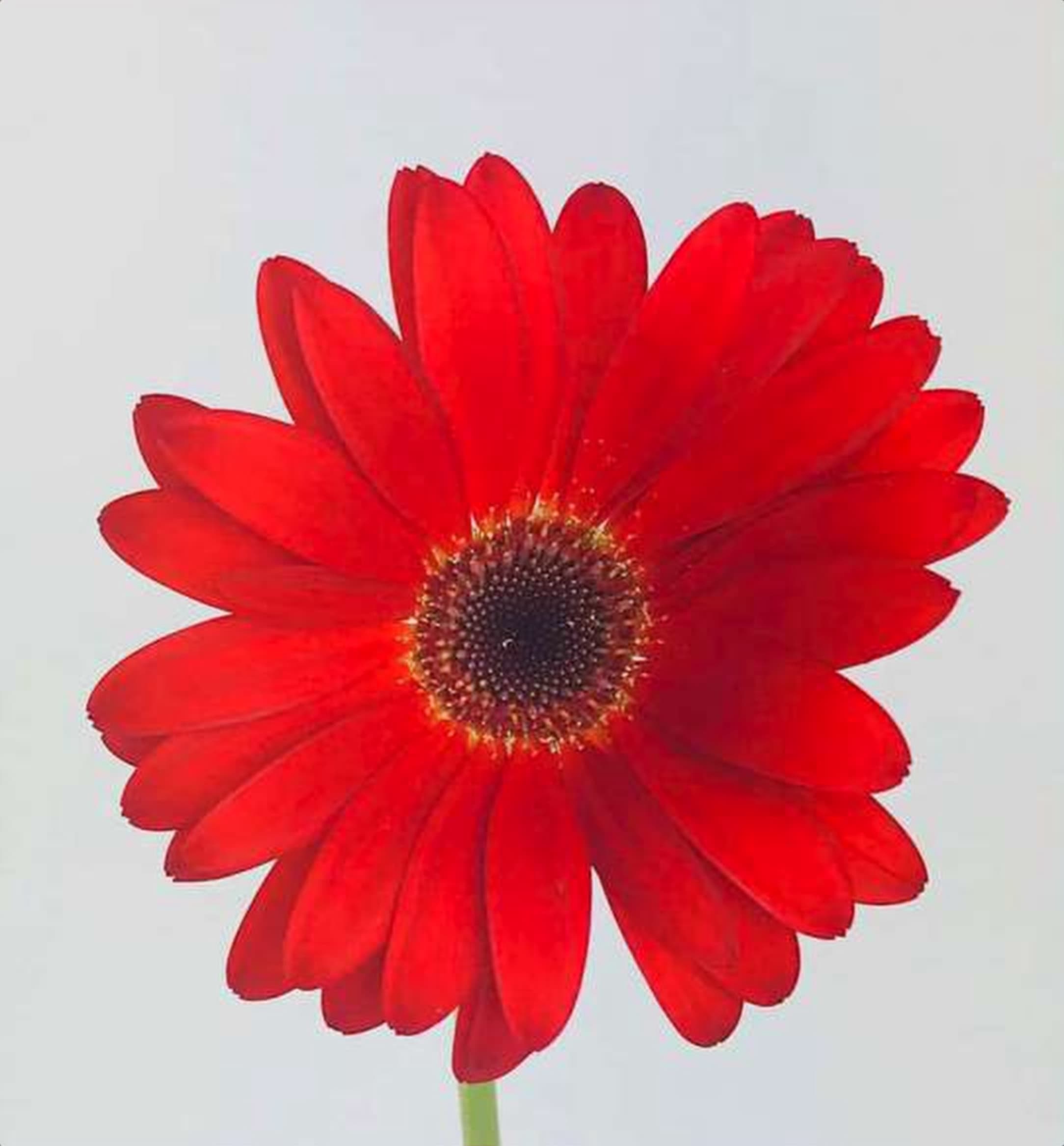 Gerbera Daisy Red, a red gerbera daisy grown in Kenya for wholesale export