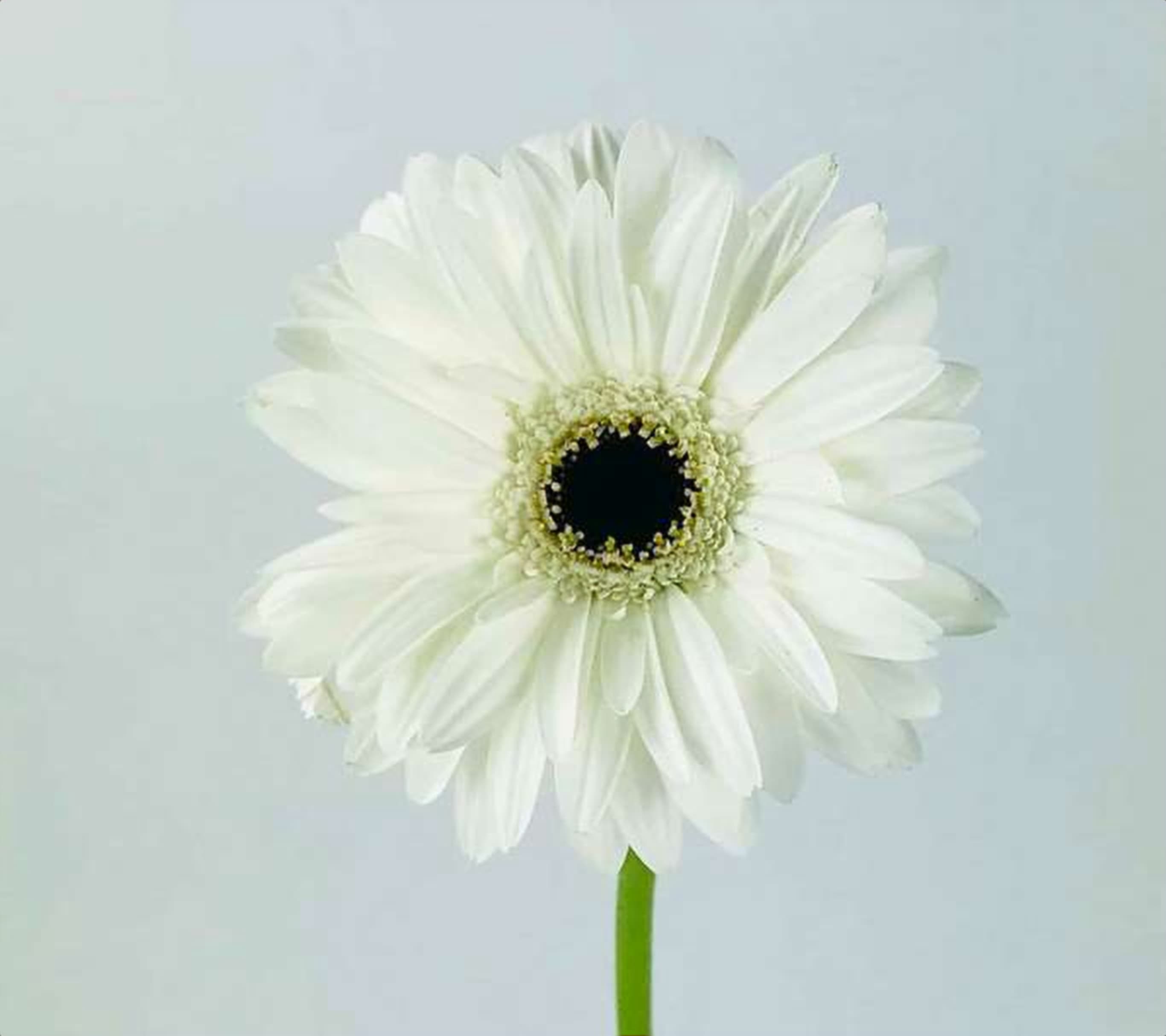 Gerbera Daisy White, a white gerbera daisy grown in Kenya for wholesale export