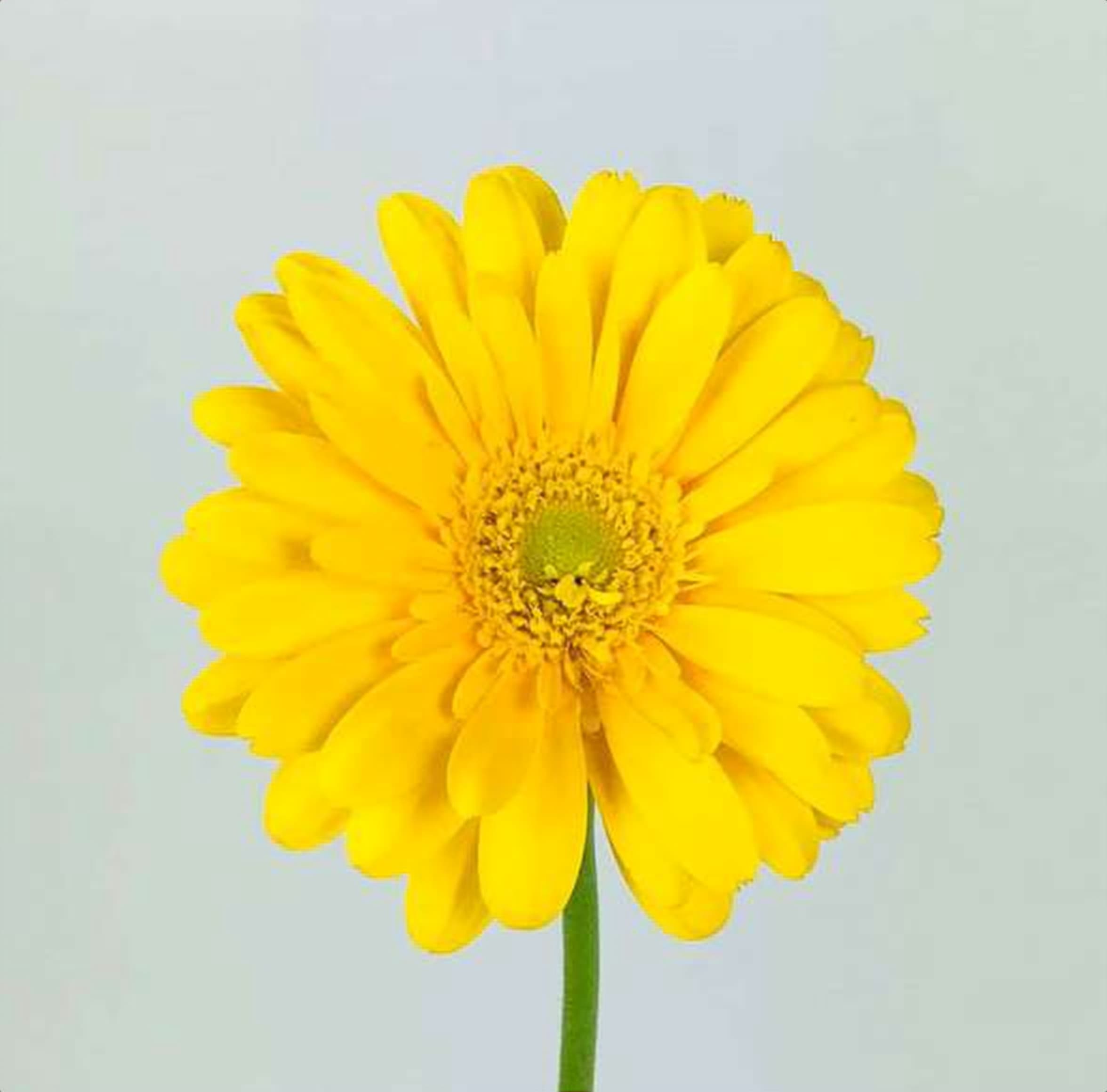 Gerbera Daisy Yellow, a yellow gerbera daisy grown in Kenya for wholesale export