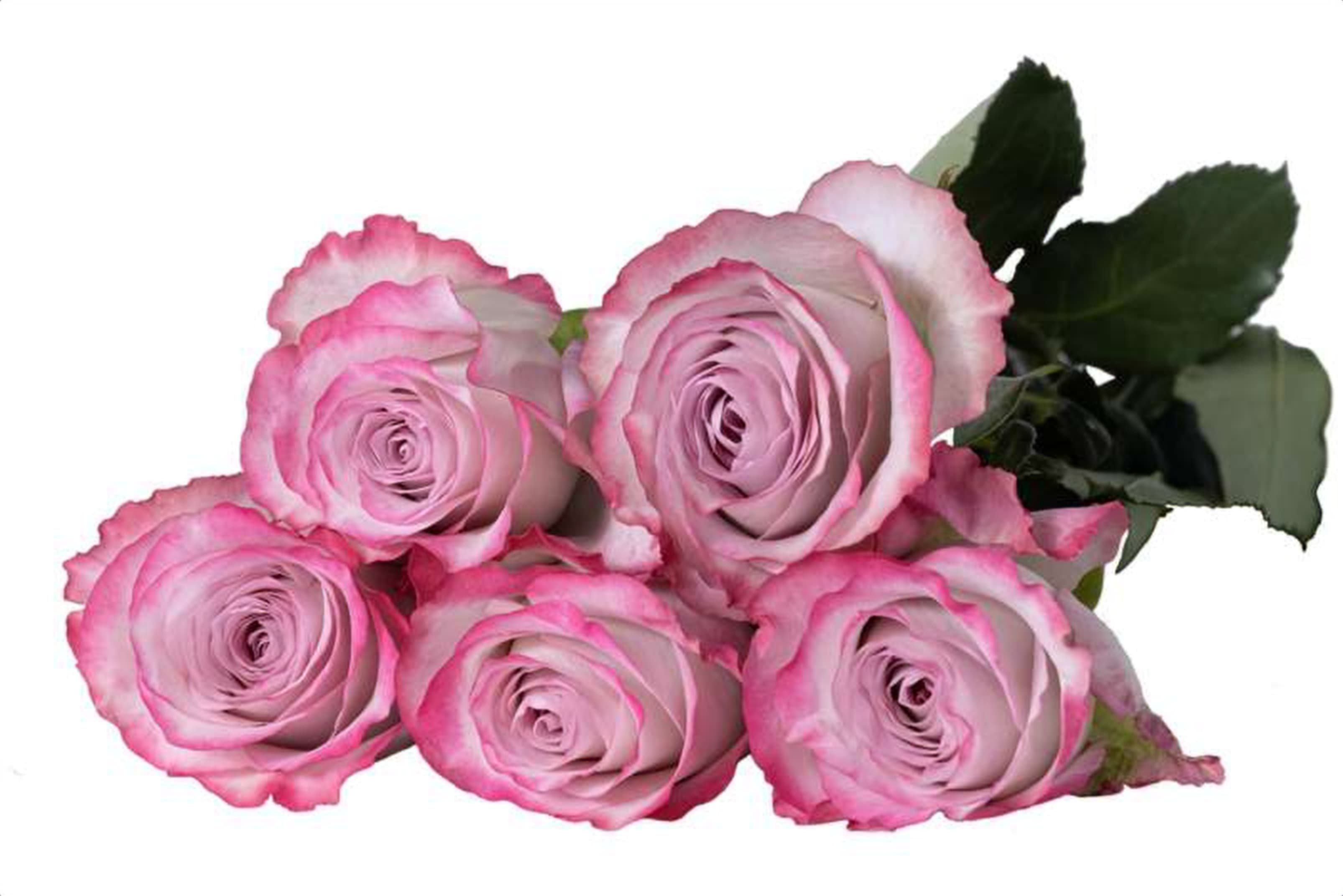 Glamorous, a lilac single-head rose grown in Kenya for wholesale export