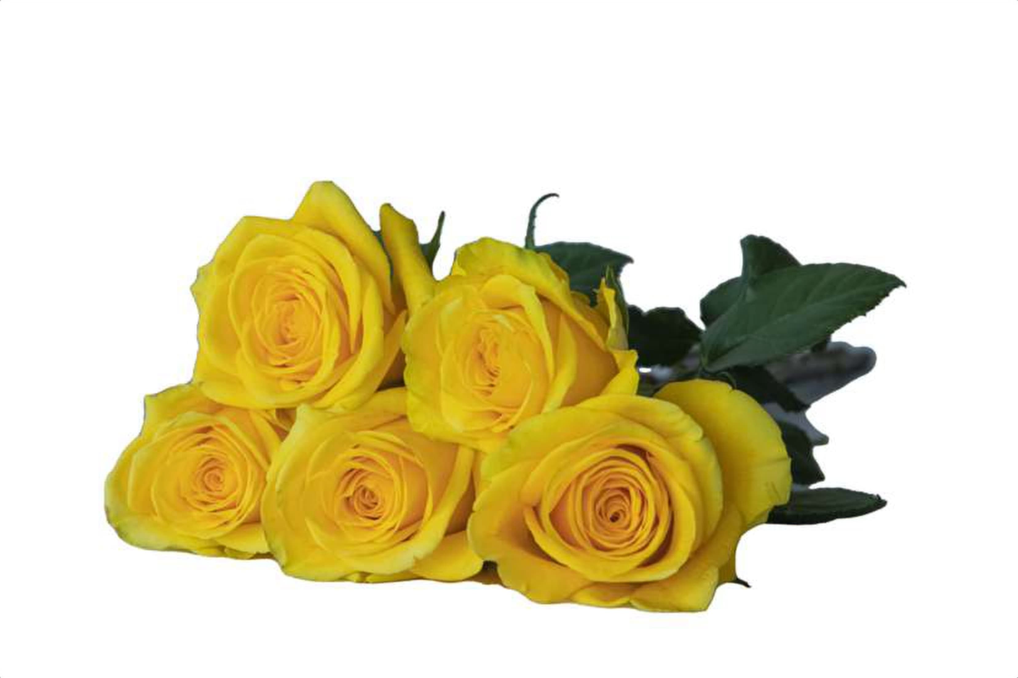 Gold Finch, a yellow single-head rose grown in Kenya for wholesale export