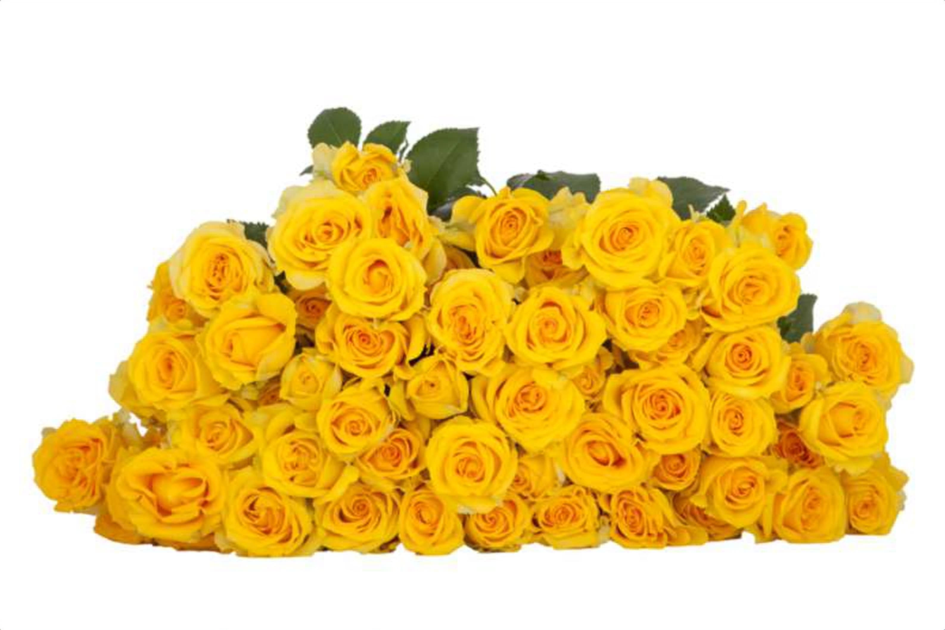 Goldilocks, a yellow spray rose grown in Kenya for wholesale export