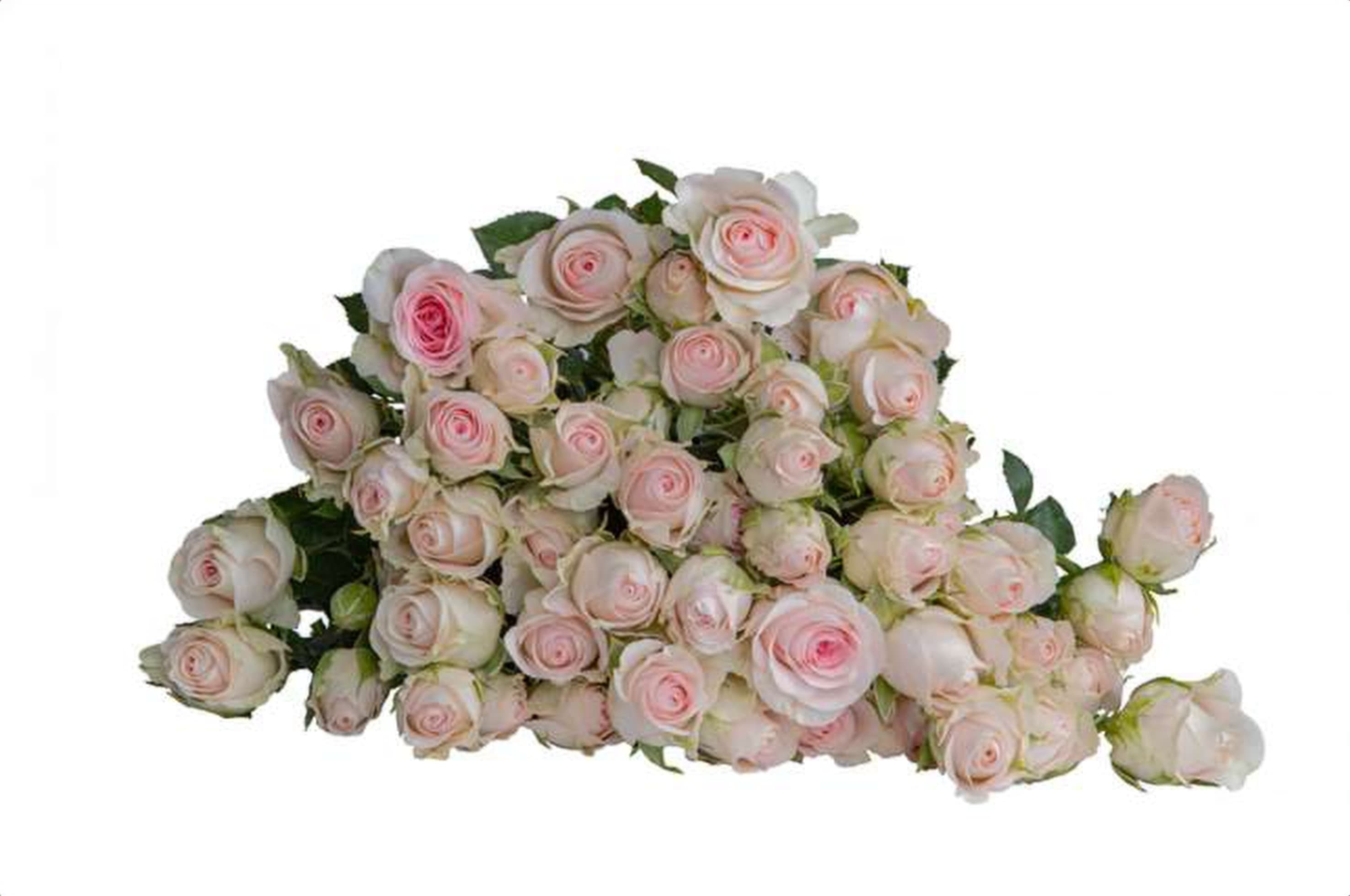 Good Mood, a cerise spray rose grown in Kenya for wholesale export