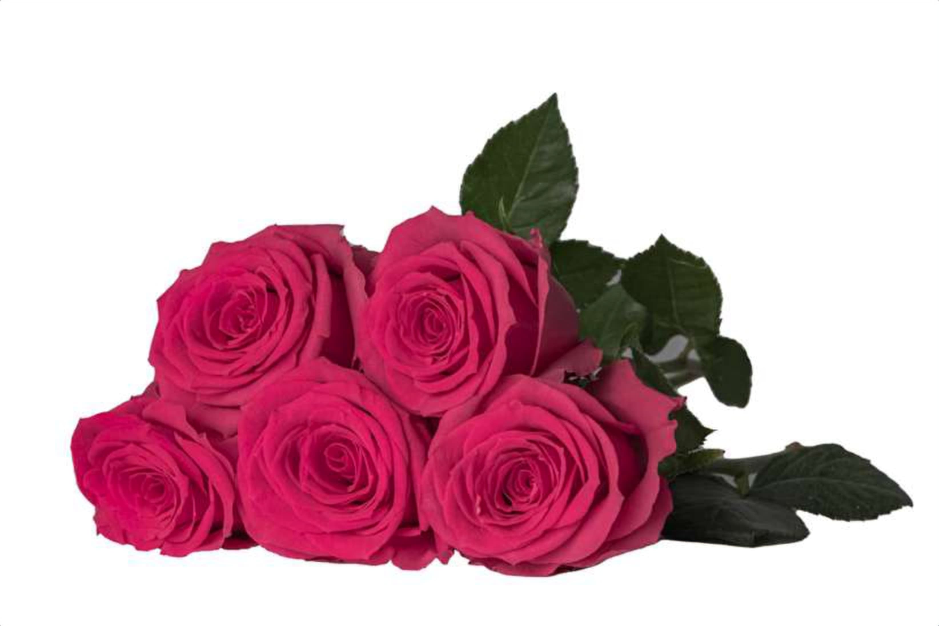 Good Vibes, a cerise single-head rose grown in Kenya for wholesale export