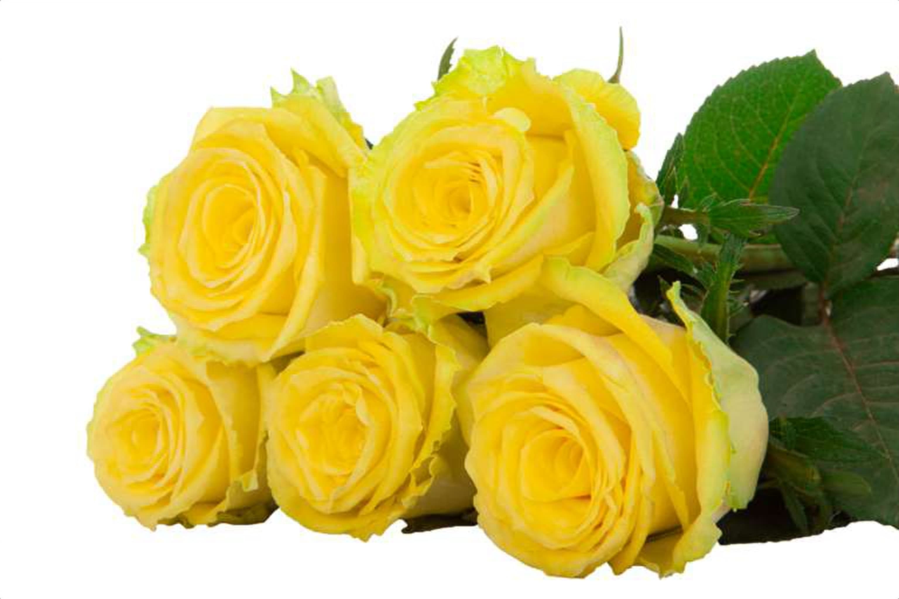 GoodTimes, a yellow single-head rose grown in Kenya for wholesale export