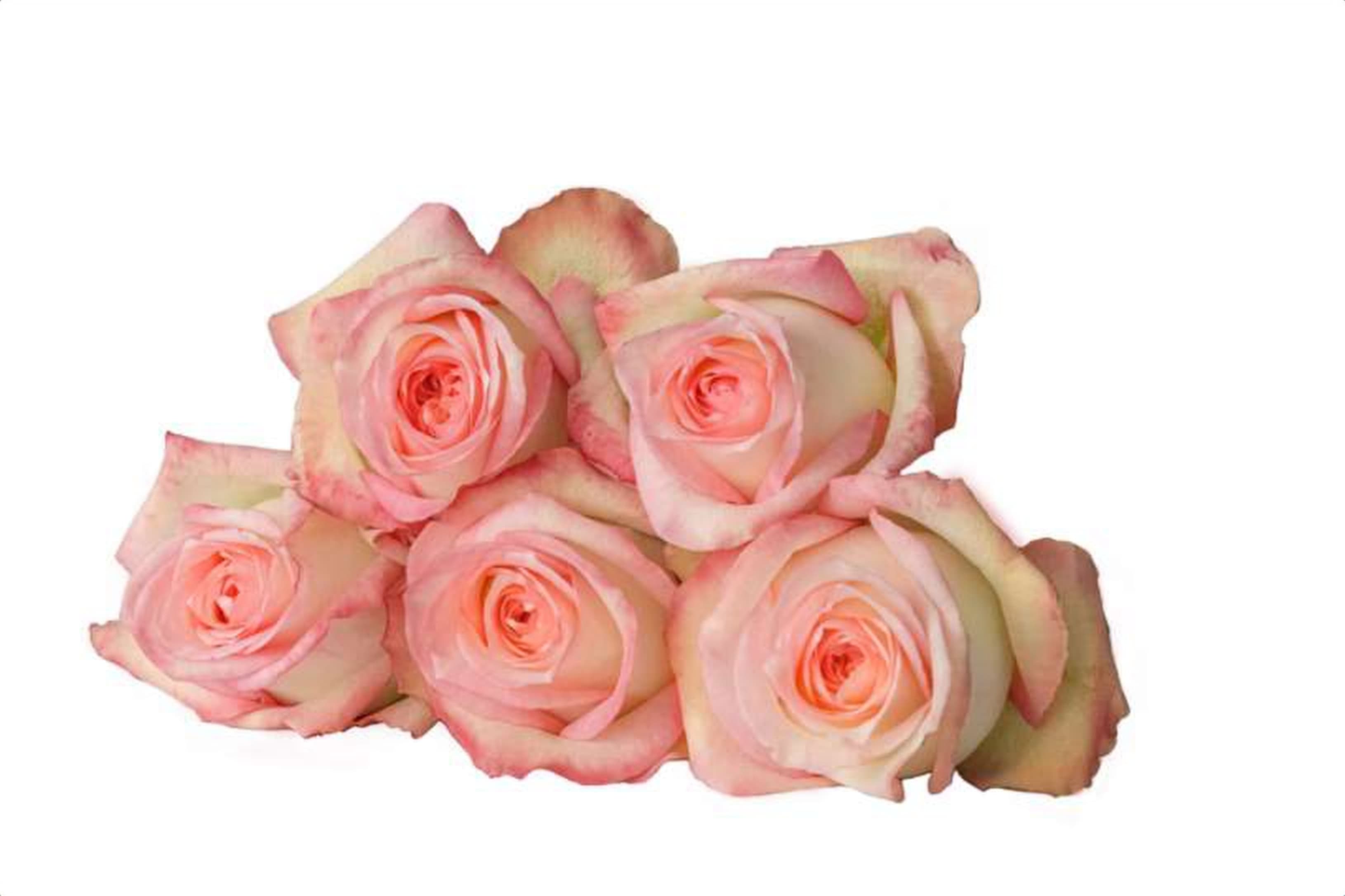 GranTurismo, a bi color pink single-head rose grown in Kenya for wholesale export