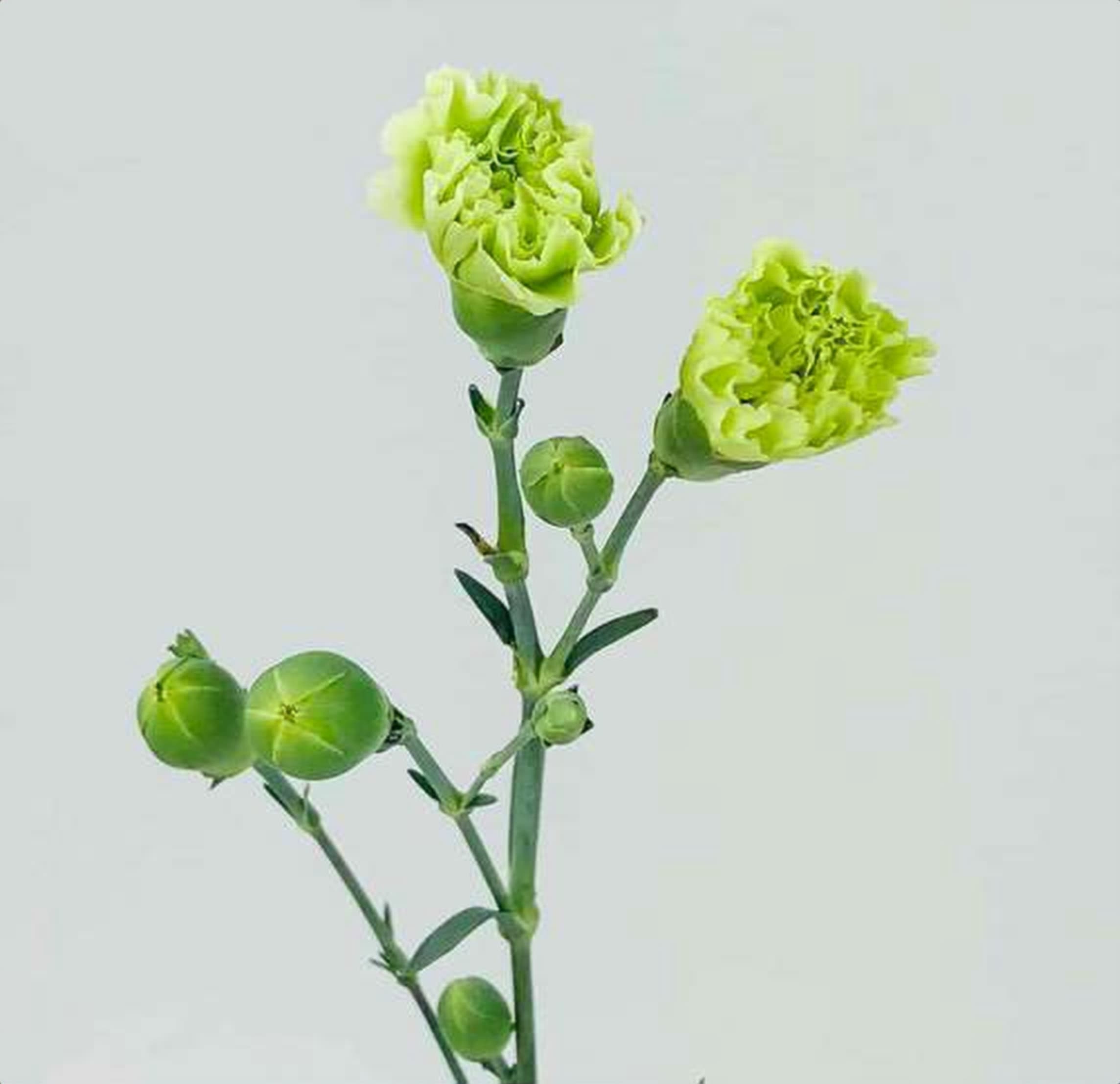 Green Spray Carnation, a green spray carnation grown in Kenya for wholesale export