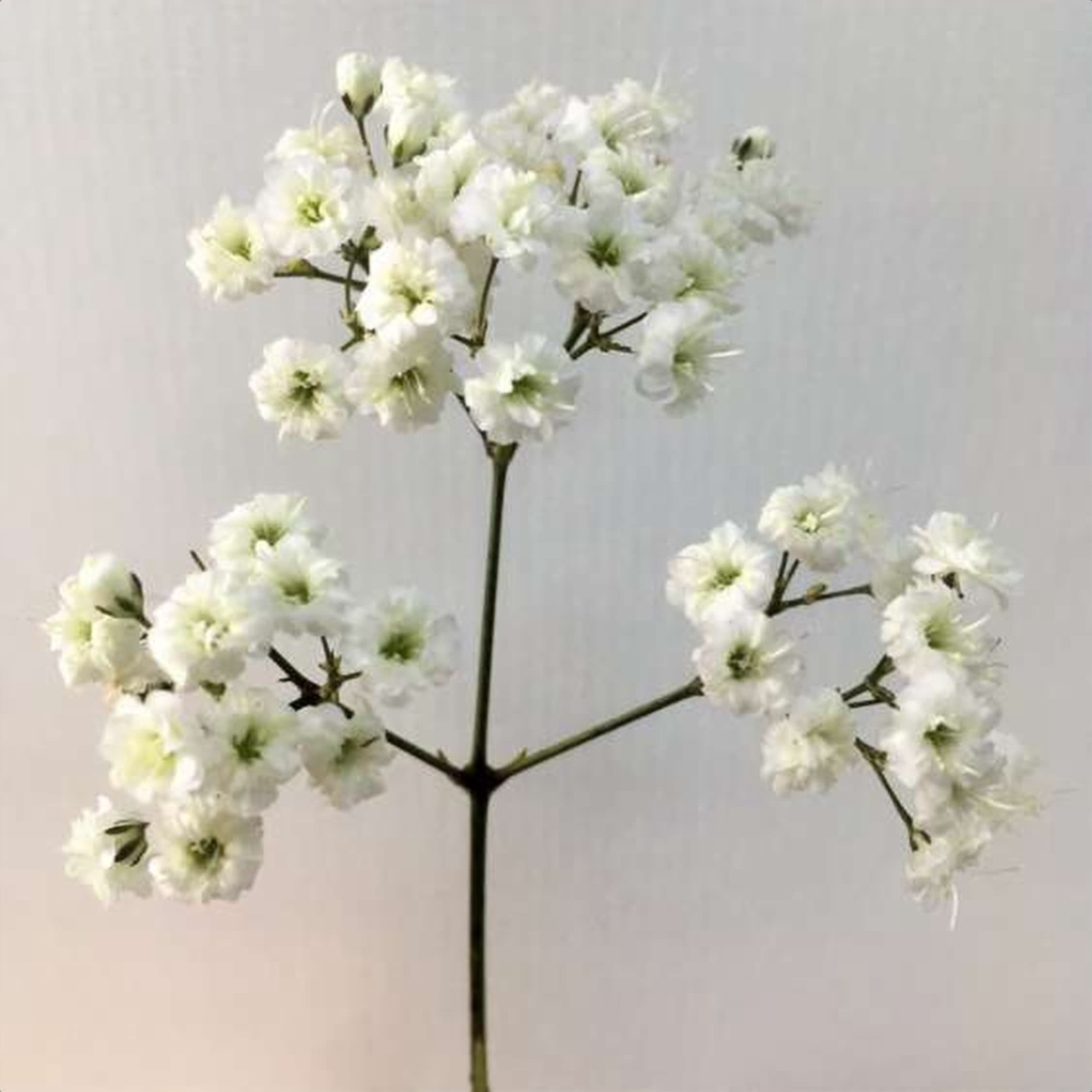 Gypso Zinzi, a white gypsophila grown in Kenya for wholesale export