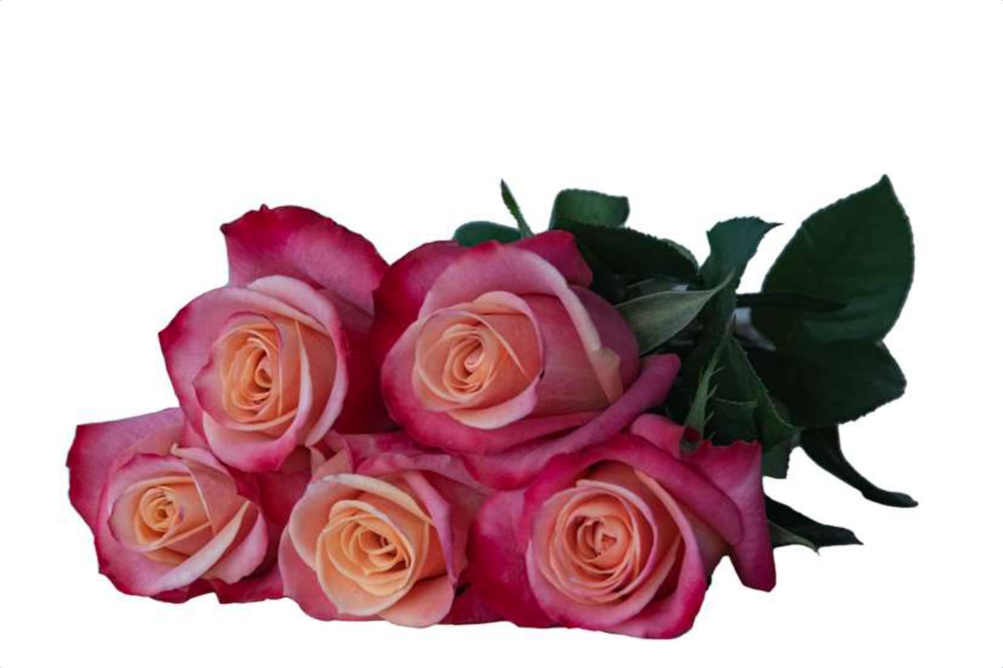 Helene, a bi color cerise single-head rose grown in Kenya for wholesale export