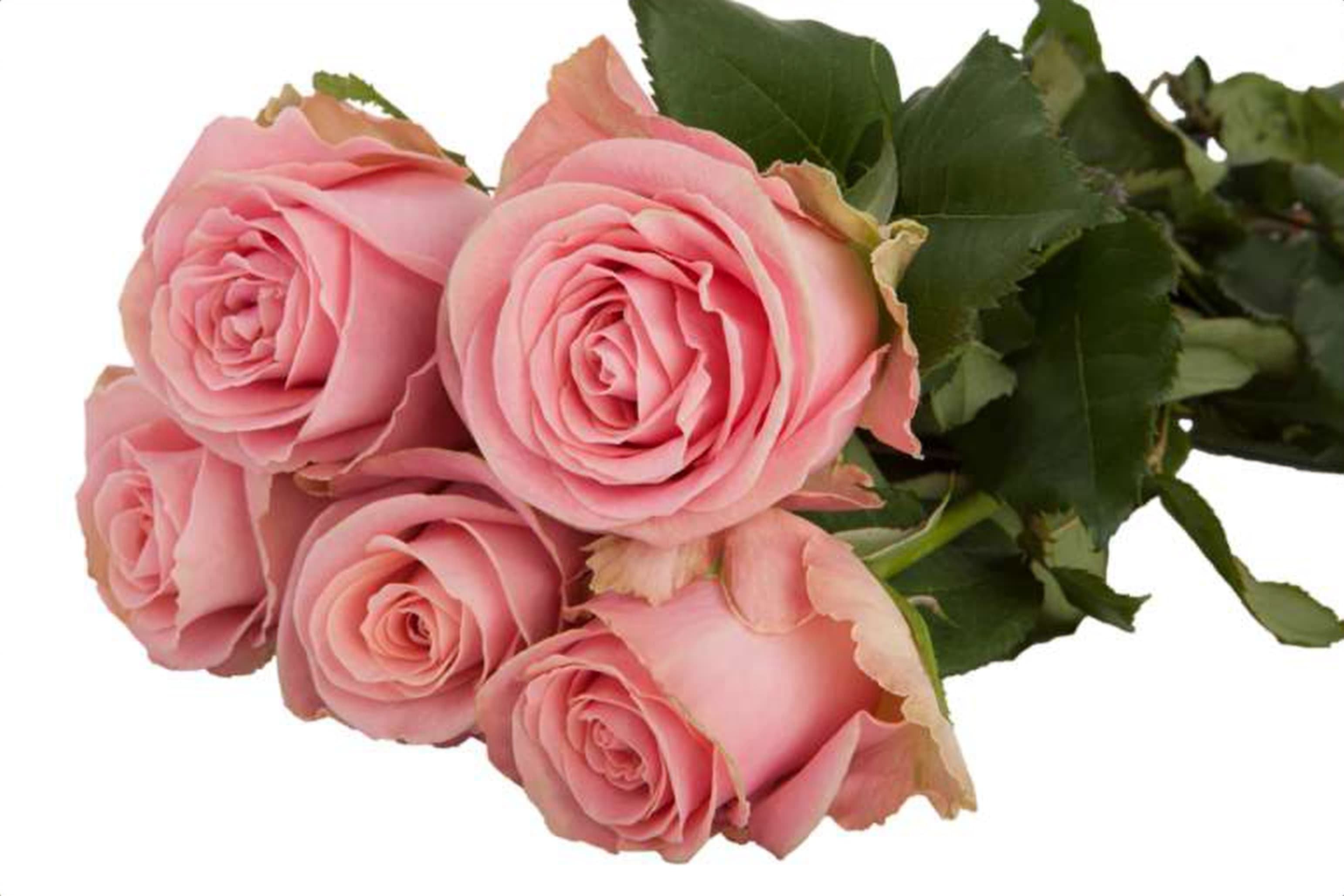 Hermosa, a pink single-head rose grown in Kenya for wholesale export