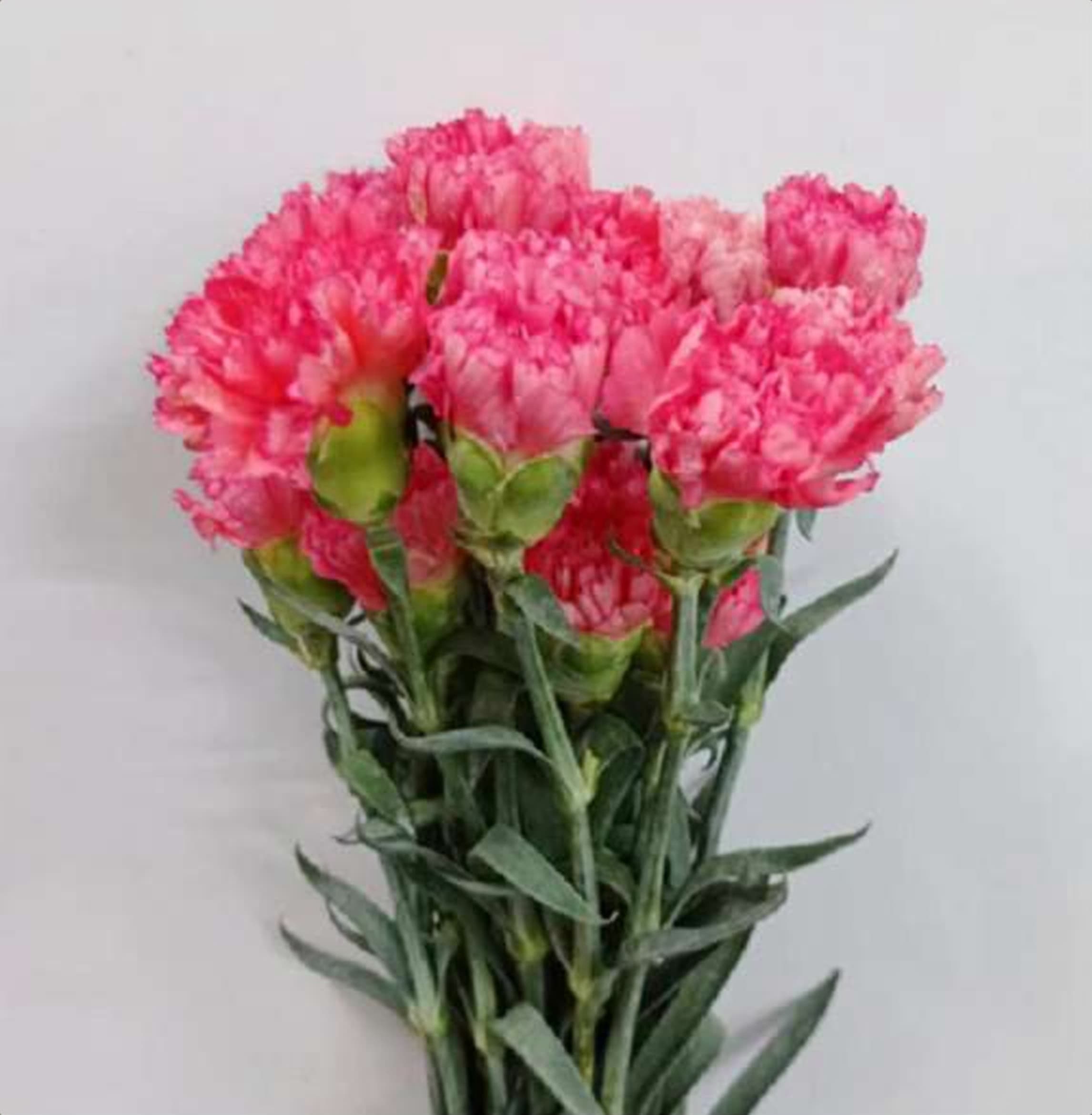 Hot Pink Std Carnation, a hot pink standard carnation grown in Kenya for wholesale export