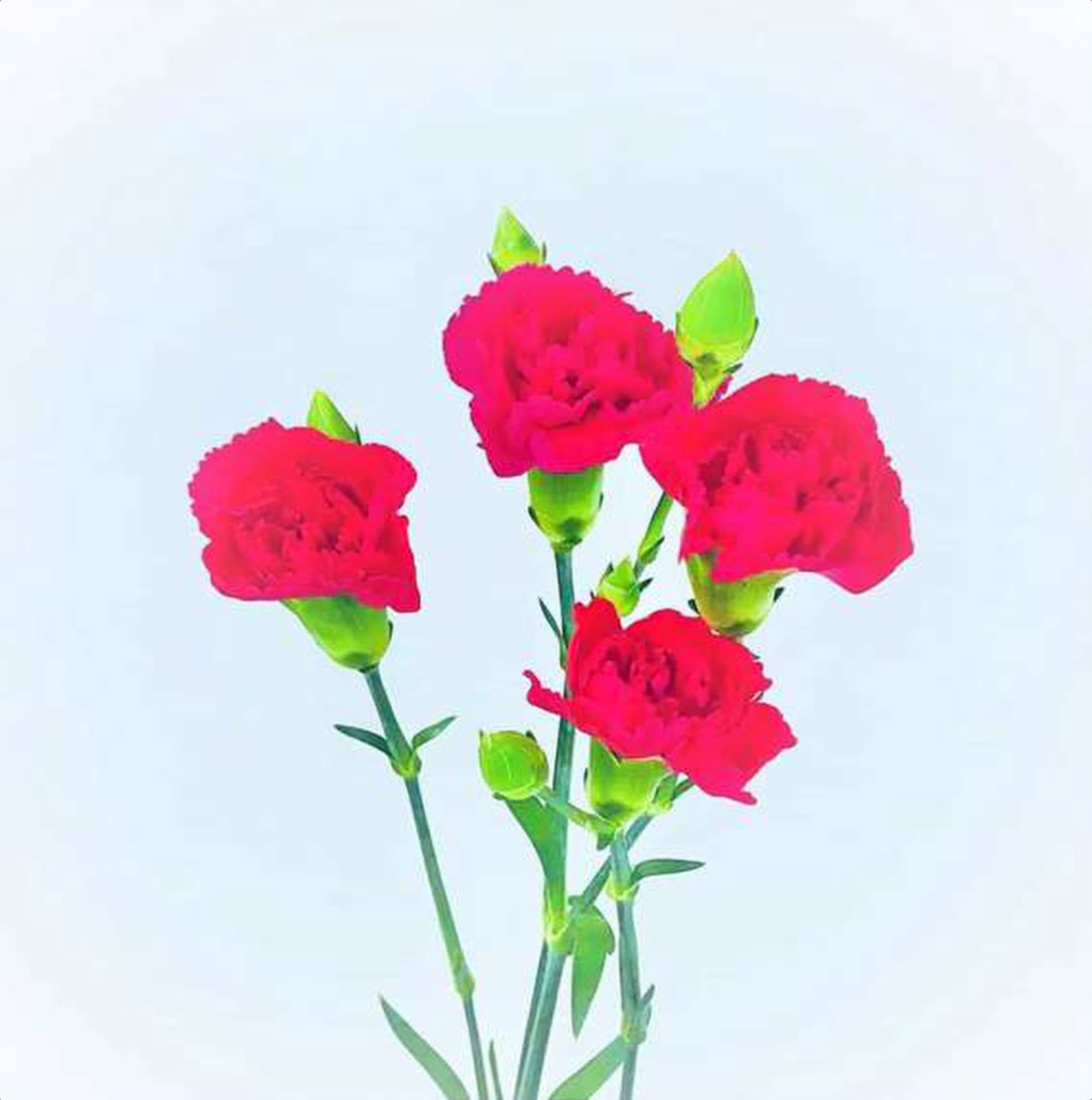 Hotpink Spray Carnation, a hotpink spray carnation grown in Kenya for wholesale export
