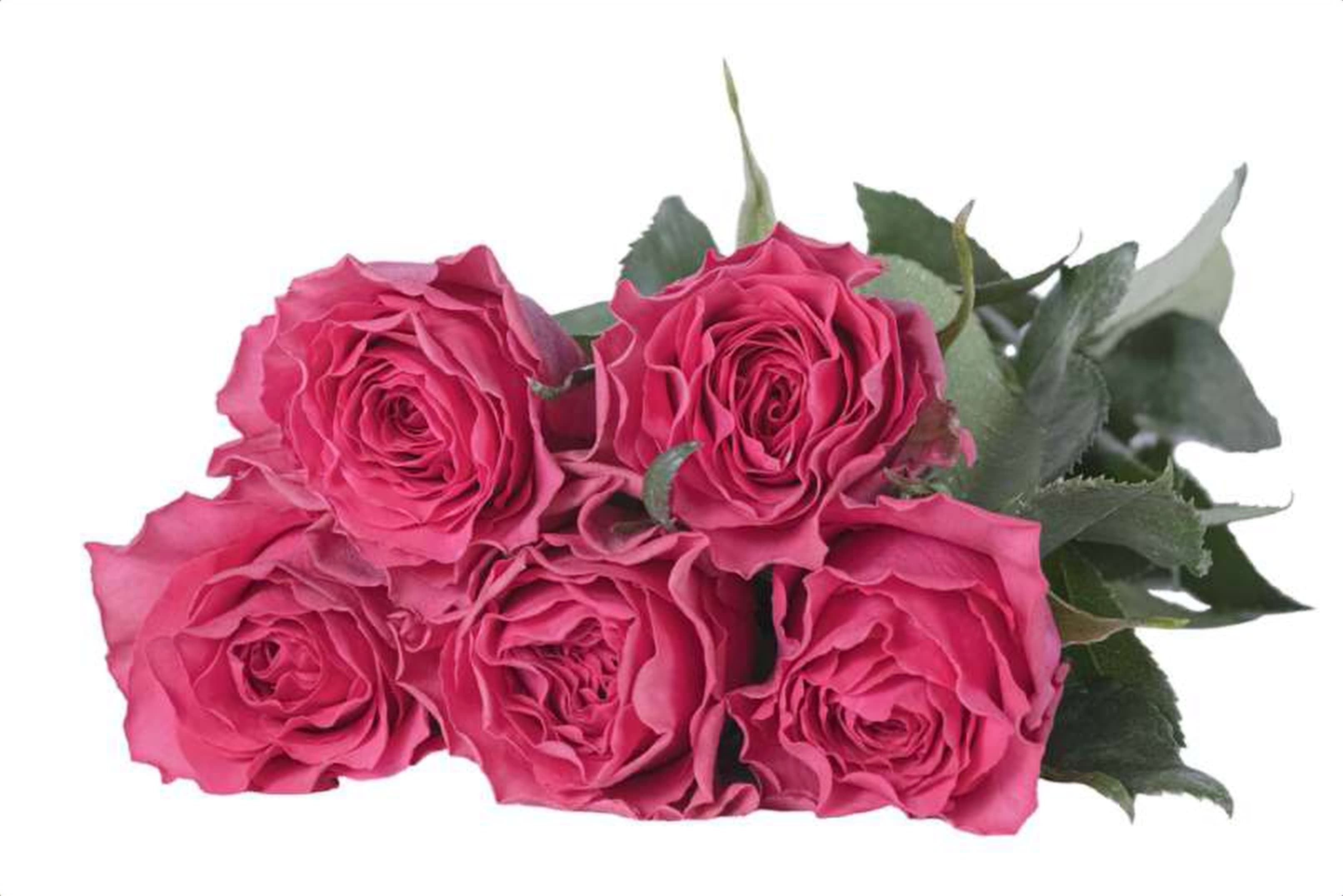 Hotspot, a cerise single-head rose grown in Kenya for wholesale export