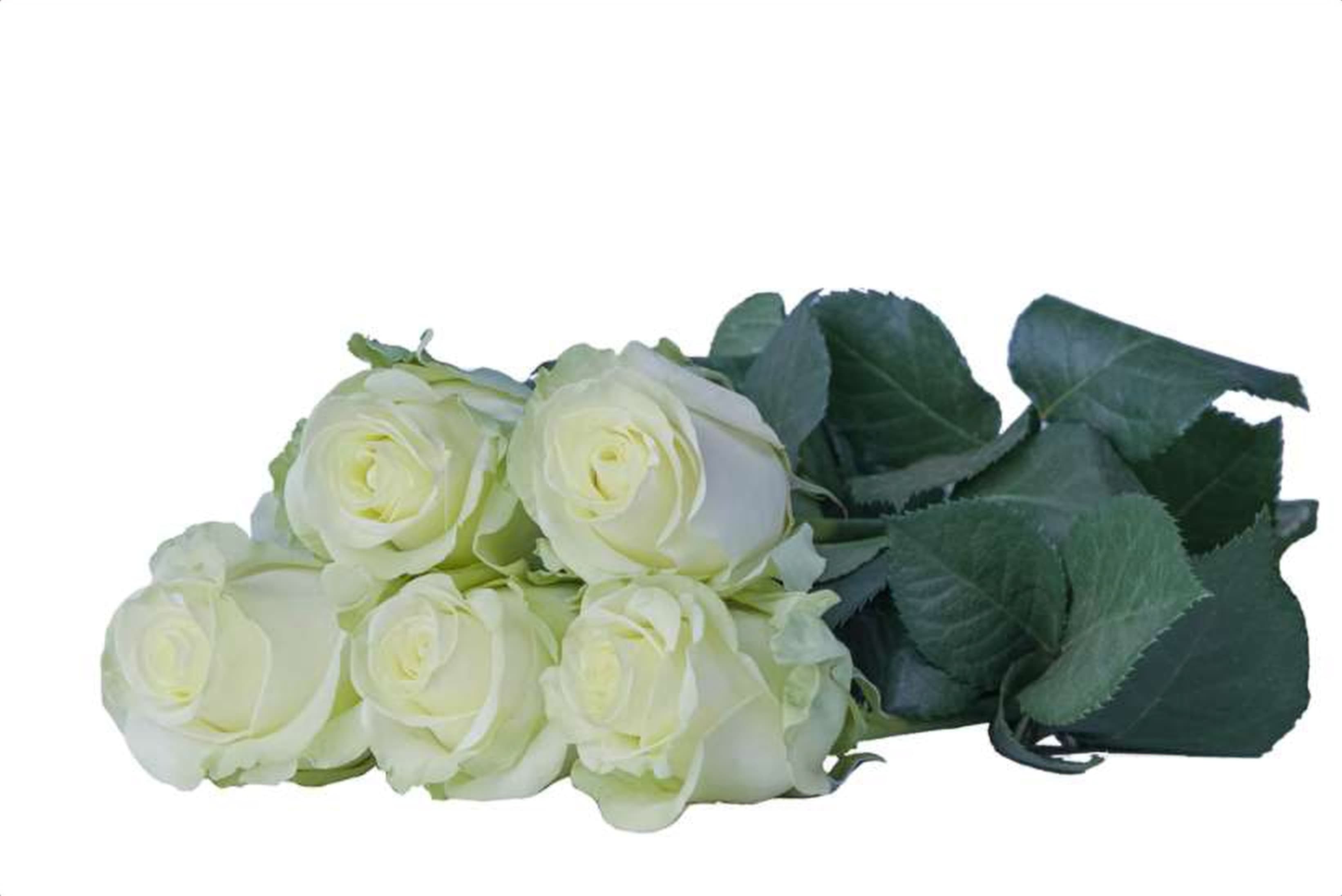 Igloo, a white single-head rose grown in Kenya for wholesale export