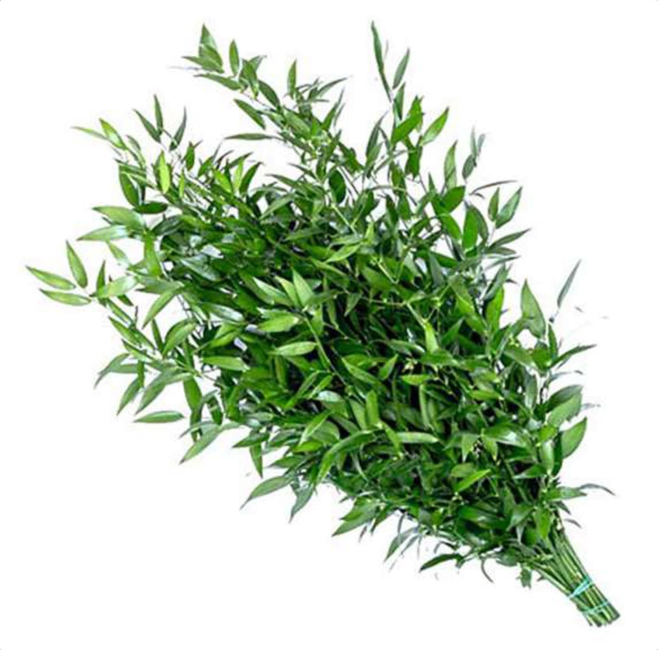 Italian Ruscus, a green foliage grown in Kenya for wholesale export
