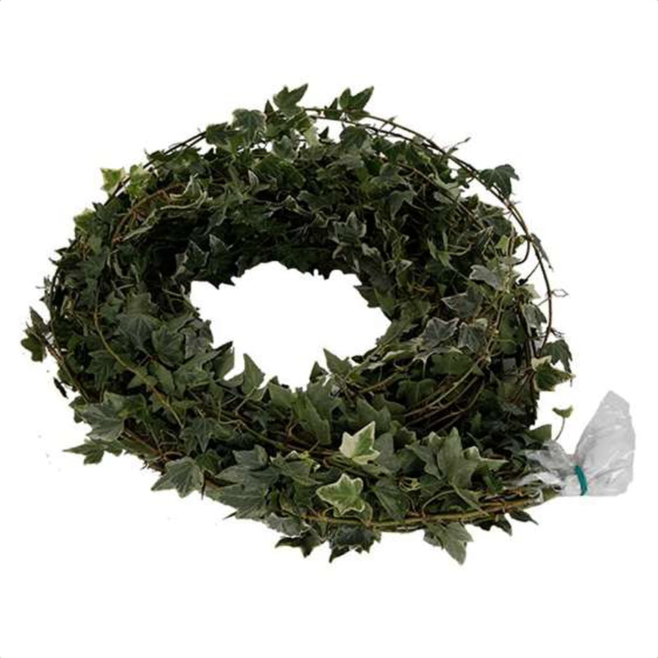 Ivy Roll, a green foliage grown in Kenya for wholesale export