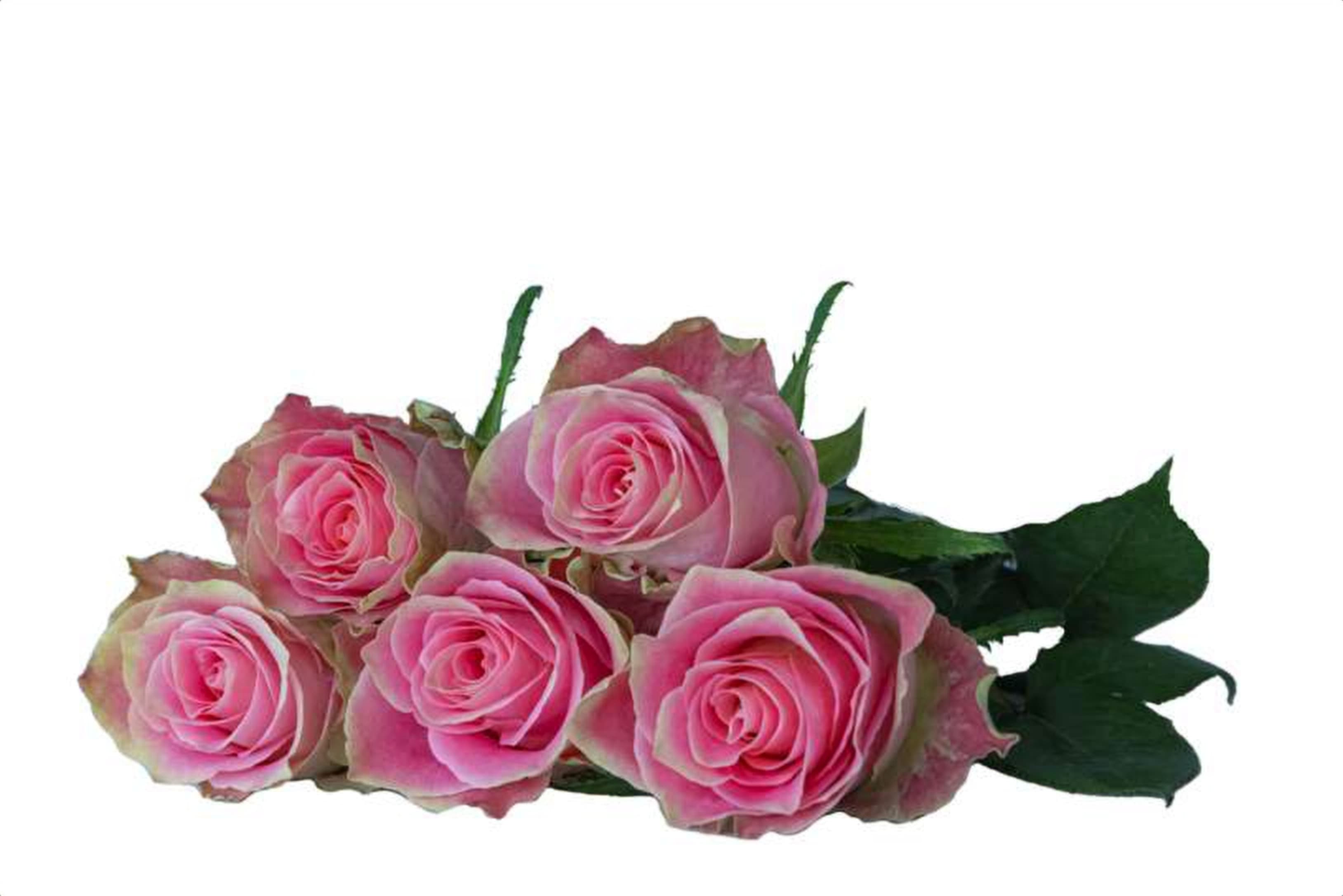 JapaneseTale, a pink single-head rose grown in Kenya for wholesale export