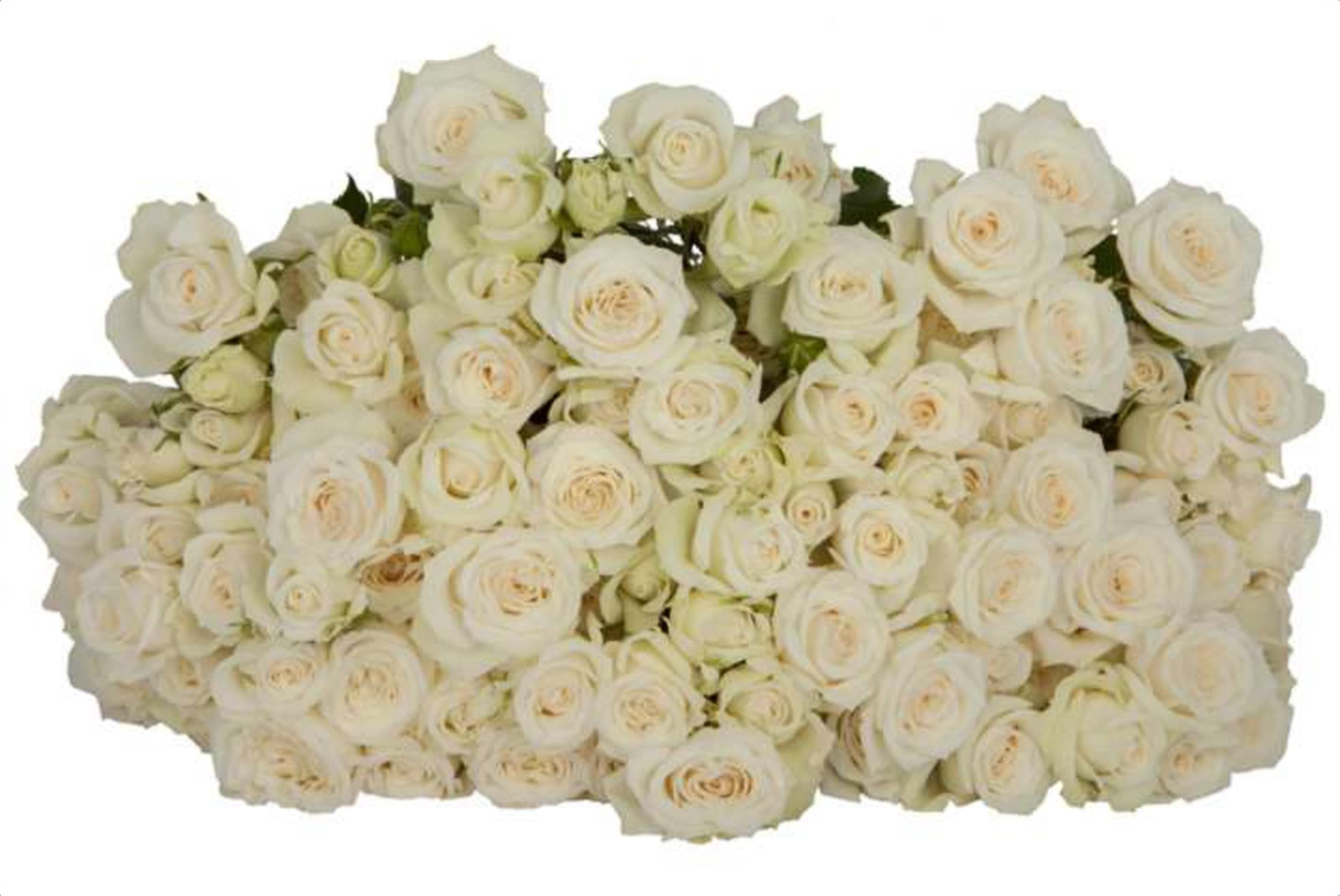 Jeanine, a white spray rose grown in Kenya for wholesale export