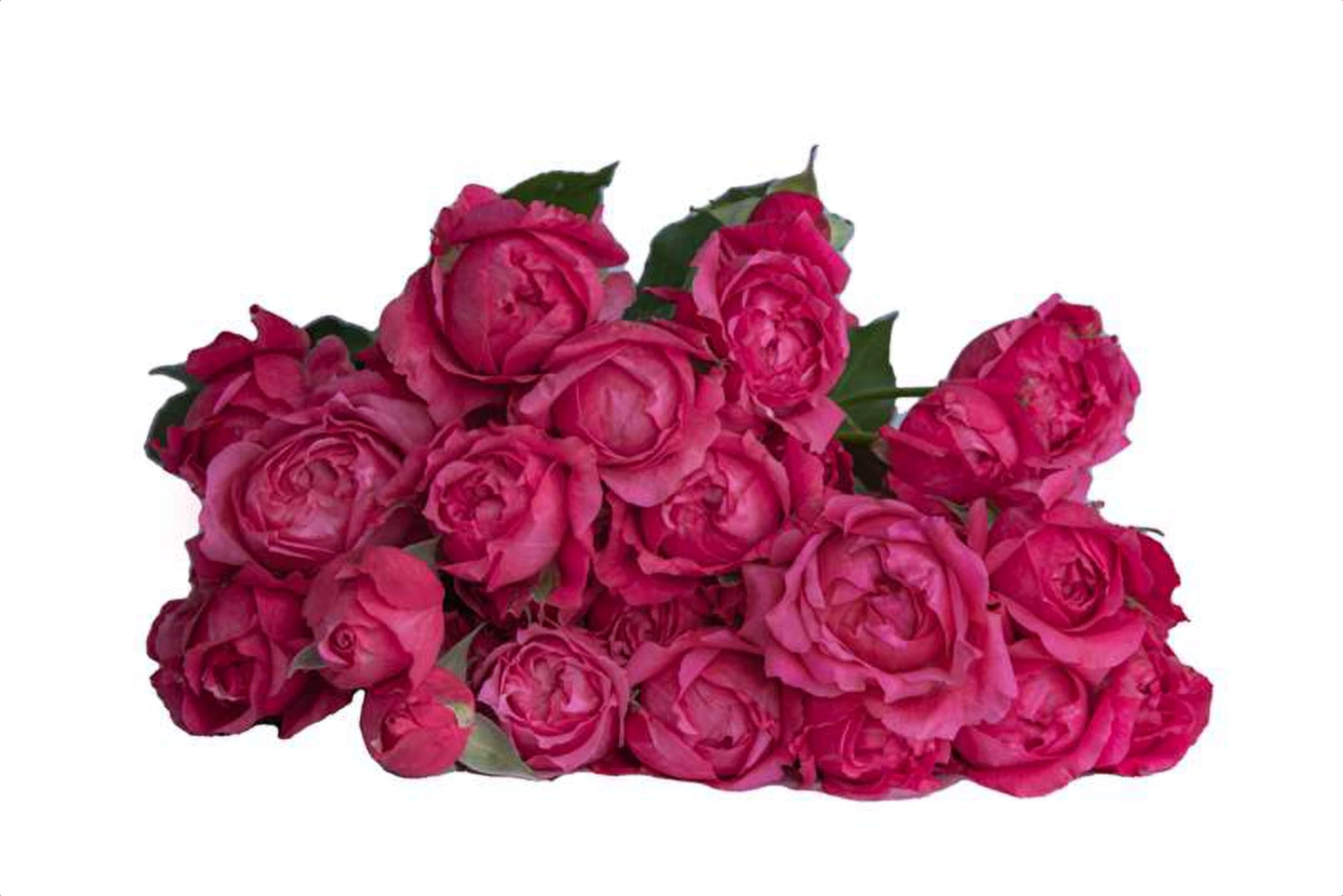Julietta Cerise, a cerise spray rose grown in Kenya for wholesale export