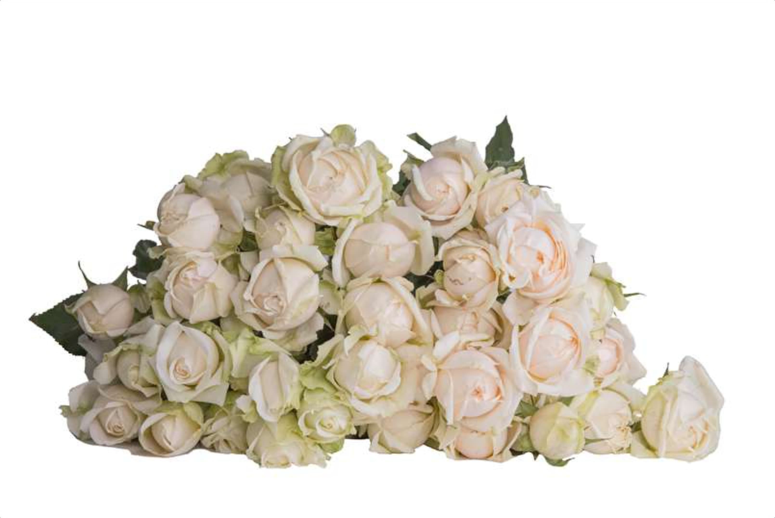 Julietta, a cream spray rose grown in Kenya for wholesale export