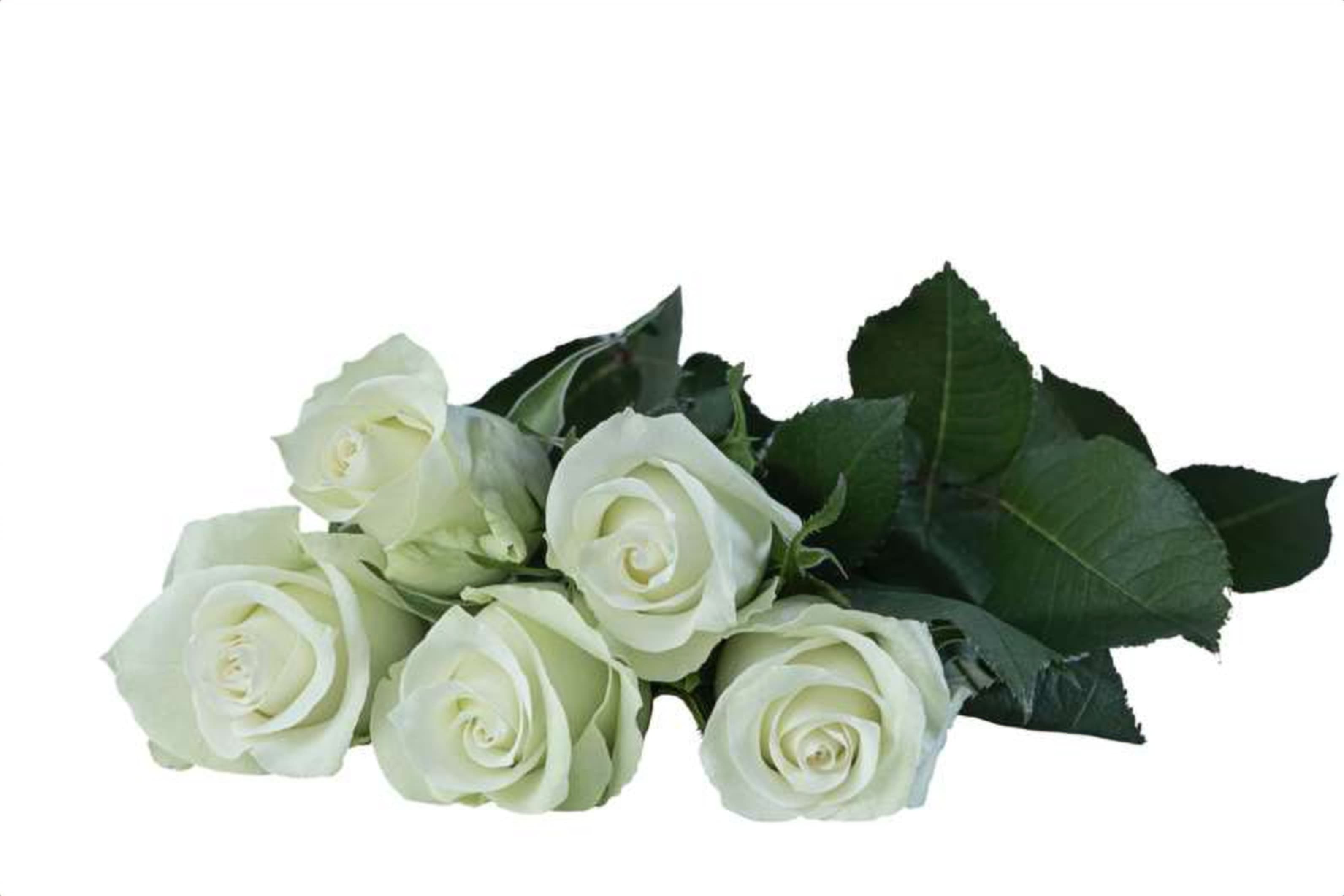 Karsu, a white single-head rose grown in Kenya for wholesale export