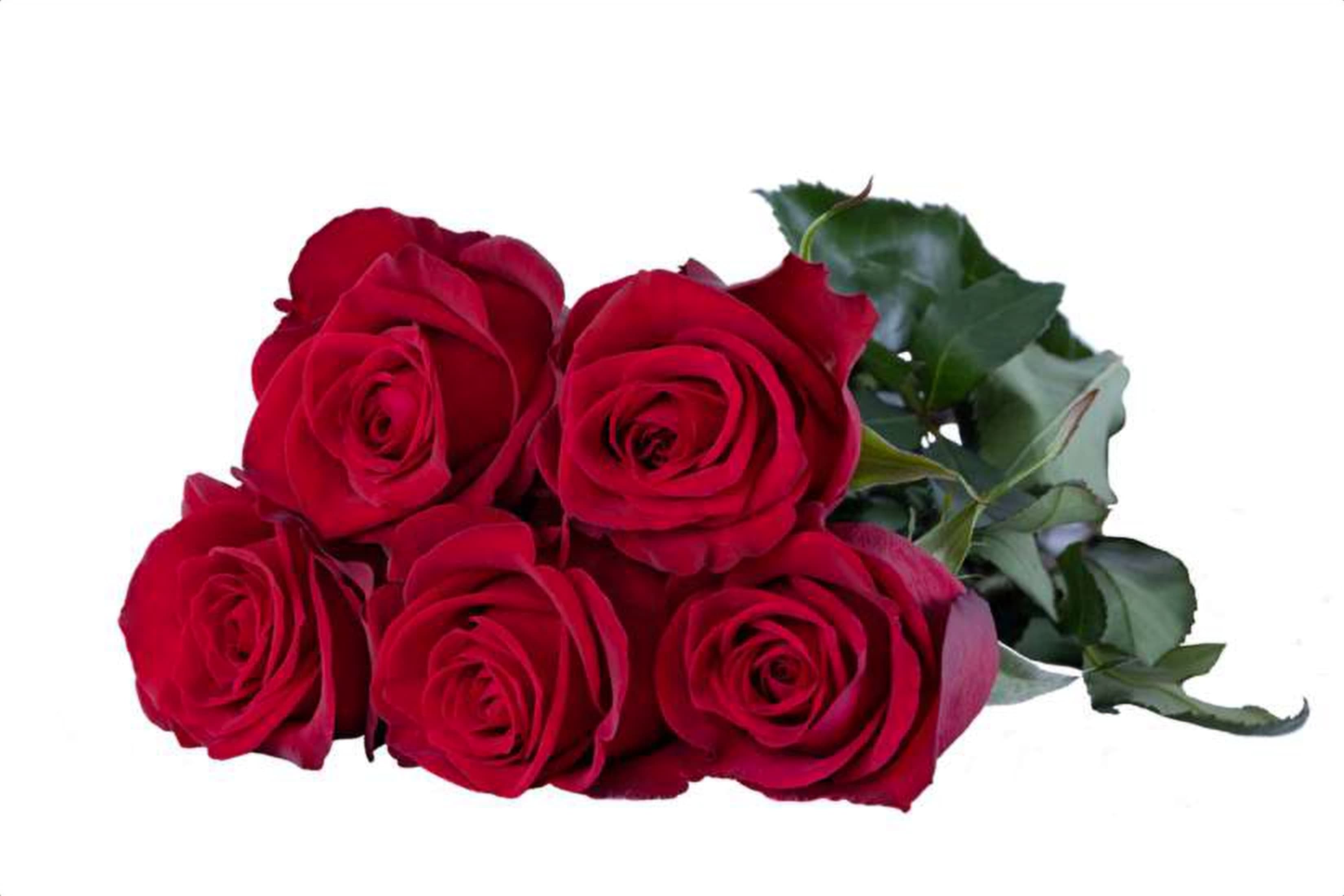 Killer Queen, a red single-head rose grown in Kenya for wholesale export