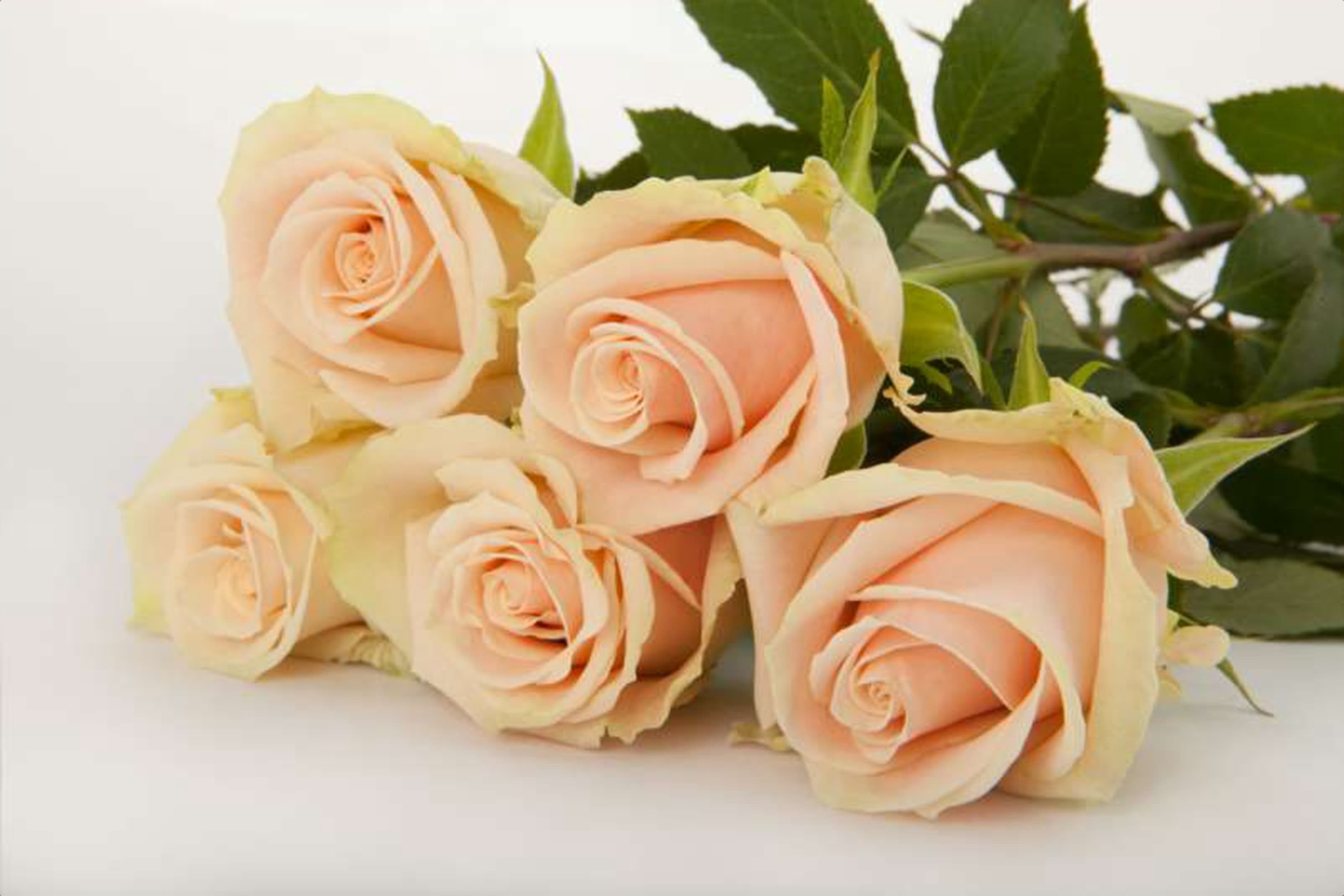 Lady Suzanne, a peach single-head rose grown in Kenya for wholesale export