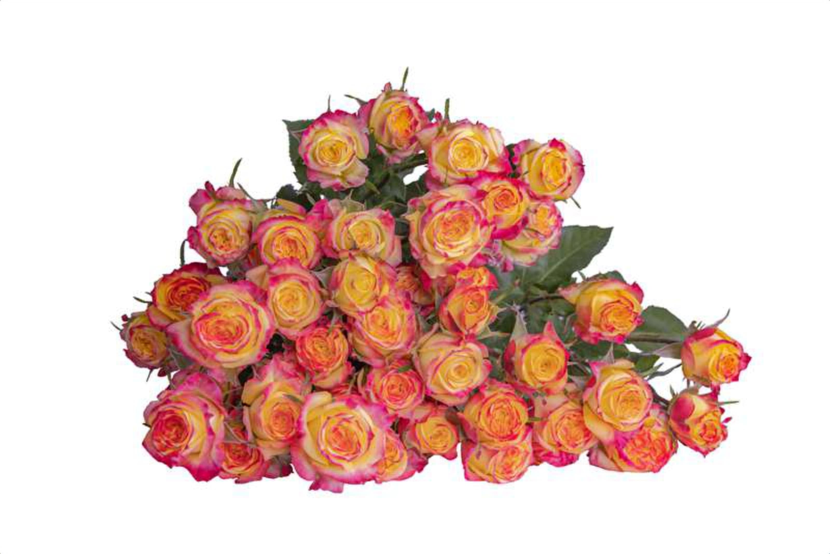 Land of Fire, a bi color yellow spray rose grown in Kenya for wholesale export