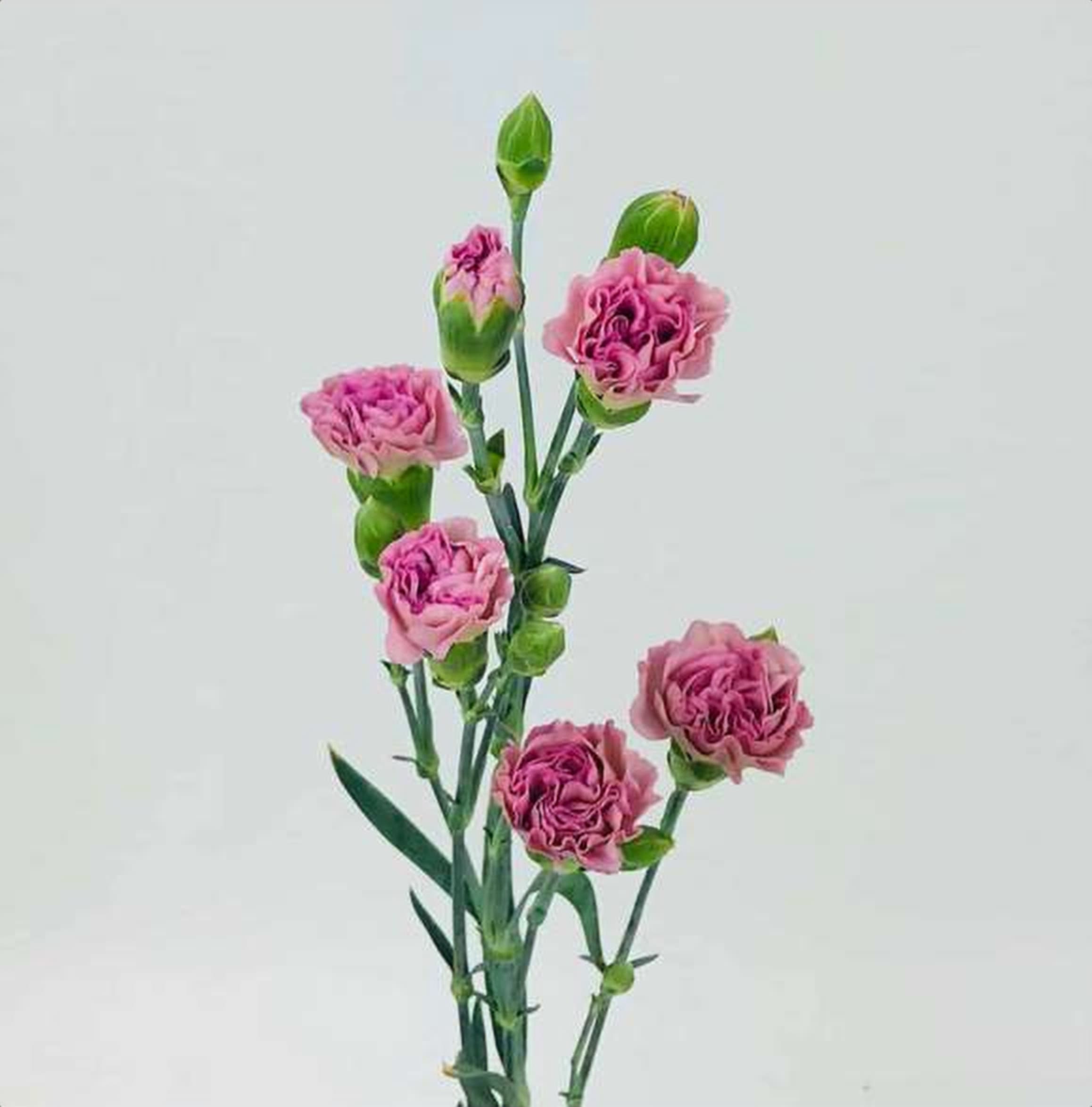Lavender Spray Carnation, a lavender spray carnation grown in Kenya for wholesale export