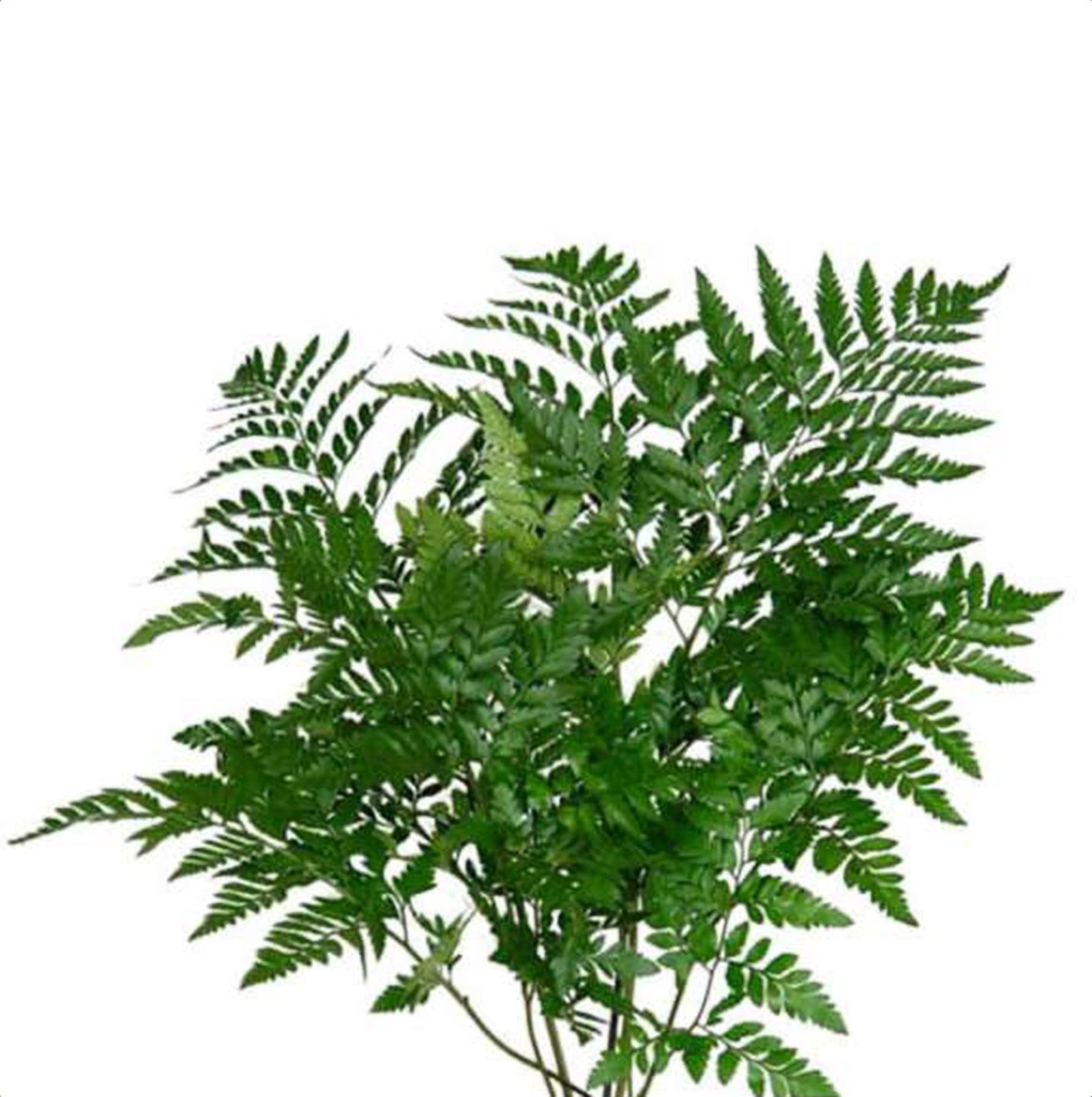 Leather Fern, a green foliage grown in Kenya for wholesale export